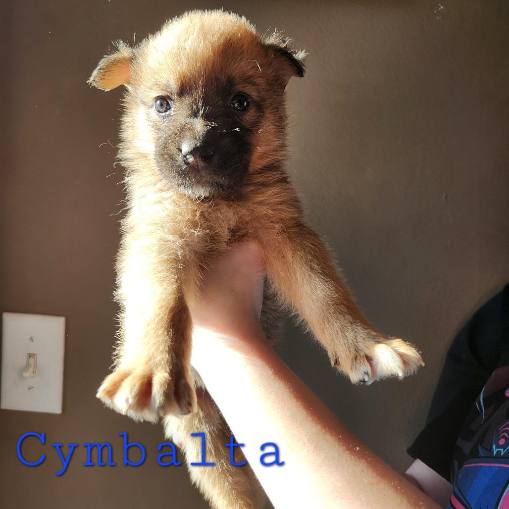 Enlarge Cymbalta, a Adoptable mixed breed in Chaska, MN image 3/3