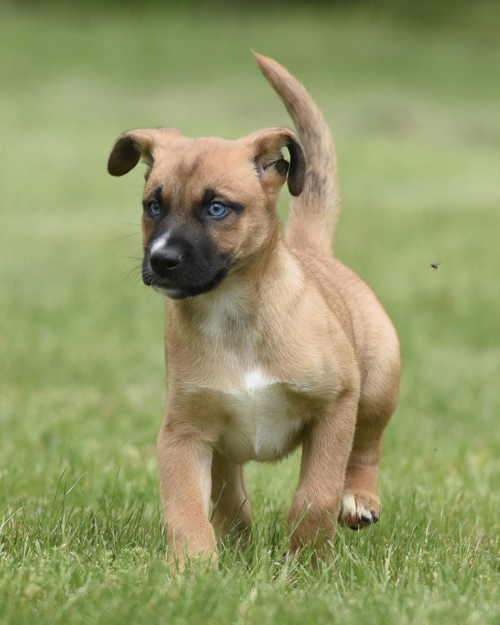Arctic, Adopted, Puppy Male Australian Shepherd & Shepherd.