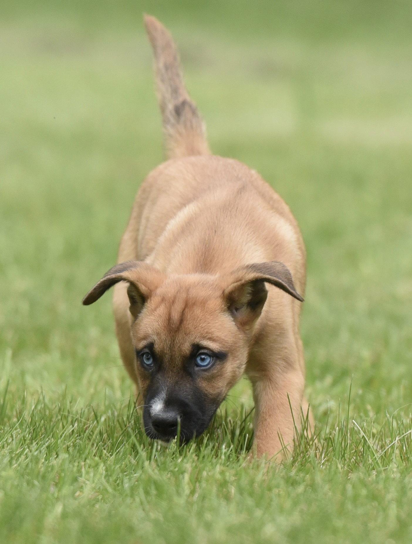 Enlarge Arctic, a Adopted mixed breed in Mechanicsburg, PA image 2/3