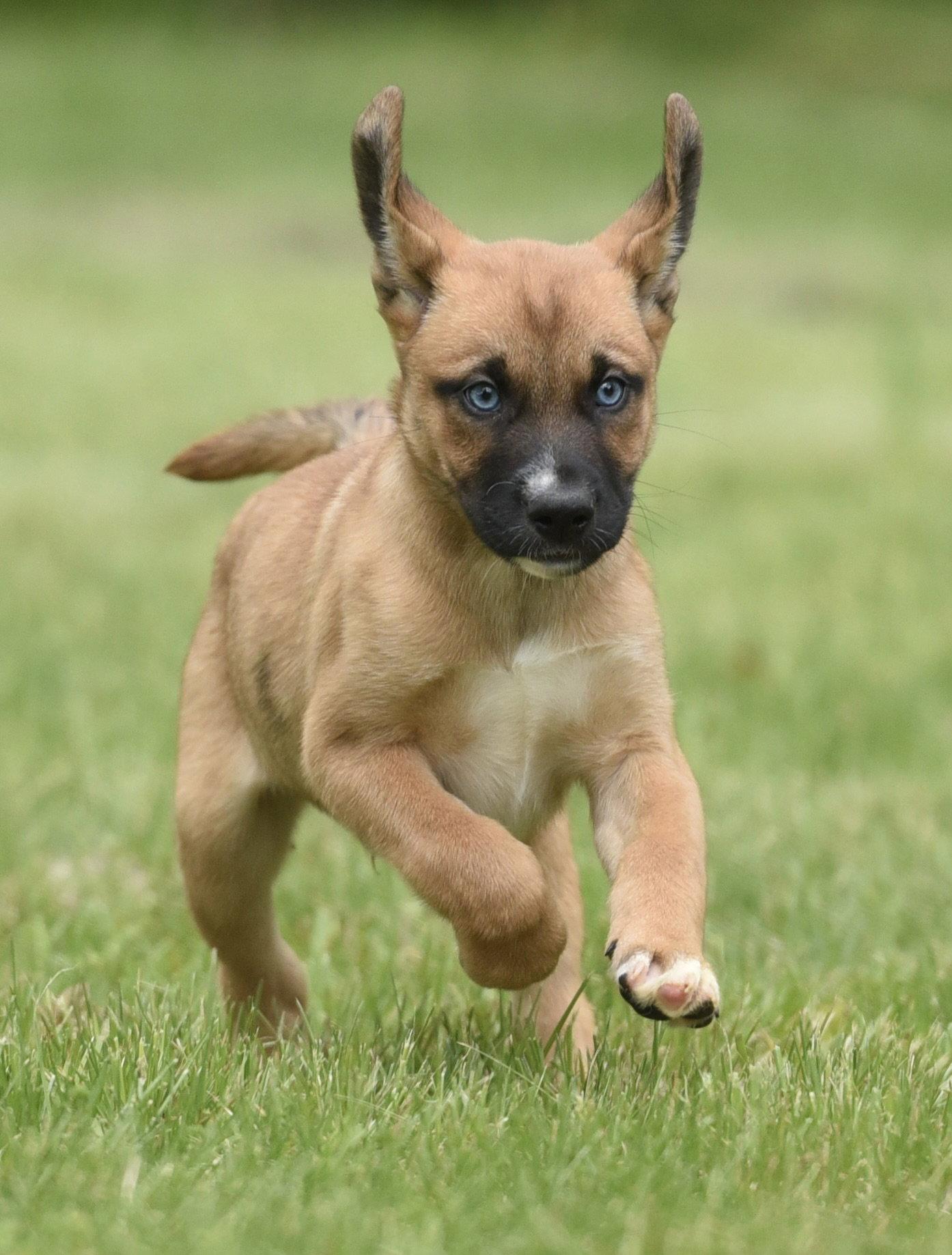 Enlarge Arctic, a Adopted mixed breed in Mechanicsburg, PA image 3/3