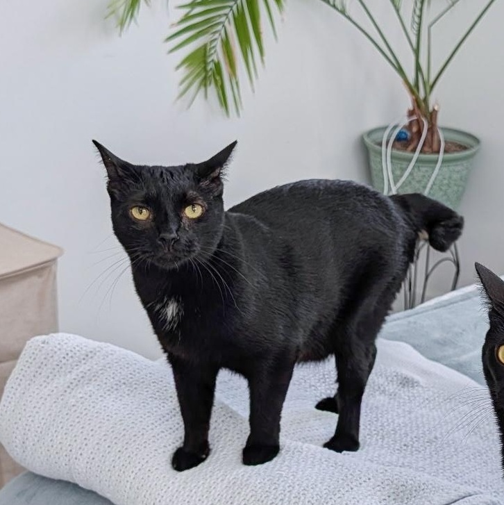 Enlarge Turnip, a Adoptable Domestic Short Hair in New Orleans, LA image 1/2