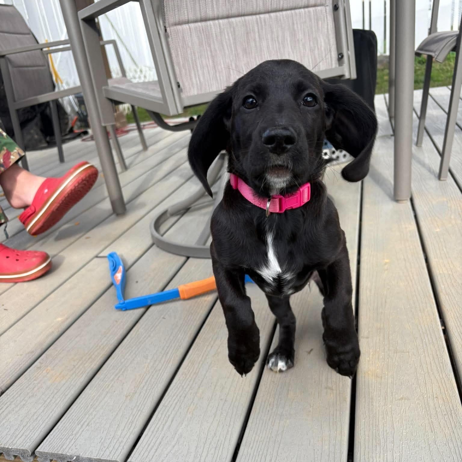 Enlarge Coralyn, a Adoptable mixed breed in Hatfield, PA image 4/6