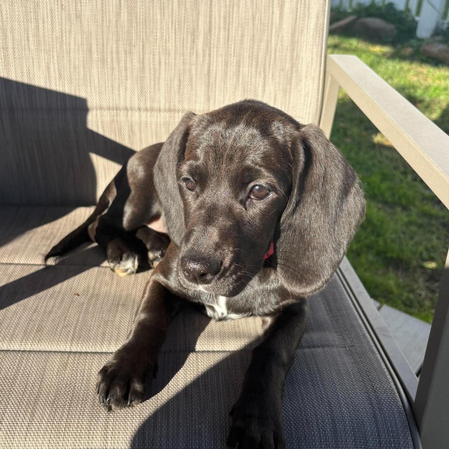 Enlarge Coralyn, a Adoptable mixed breed in Hatfield, PA image 6/6