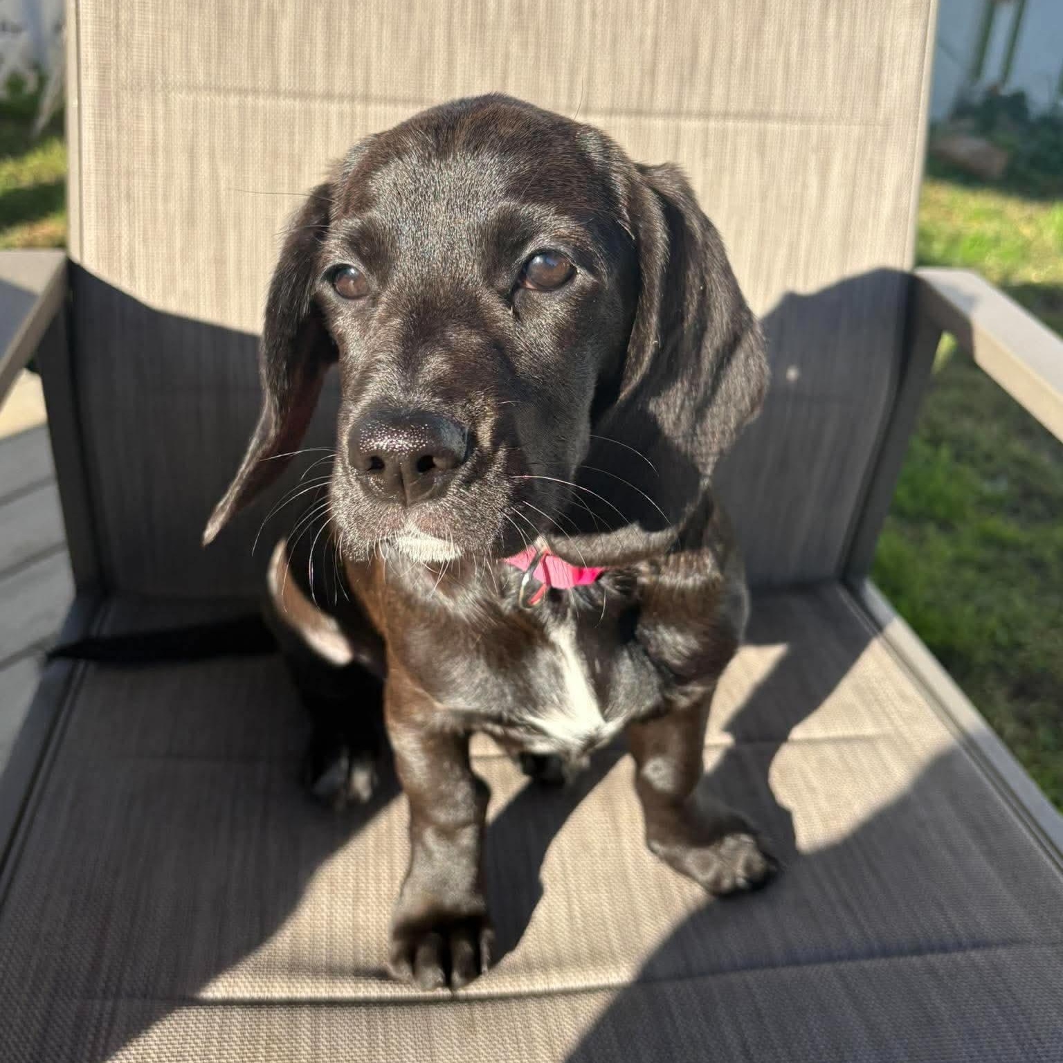 Enlarge Coralyn, a Adoptable mixed breed in Hatfield, PA image 2/6