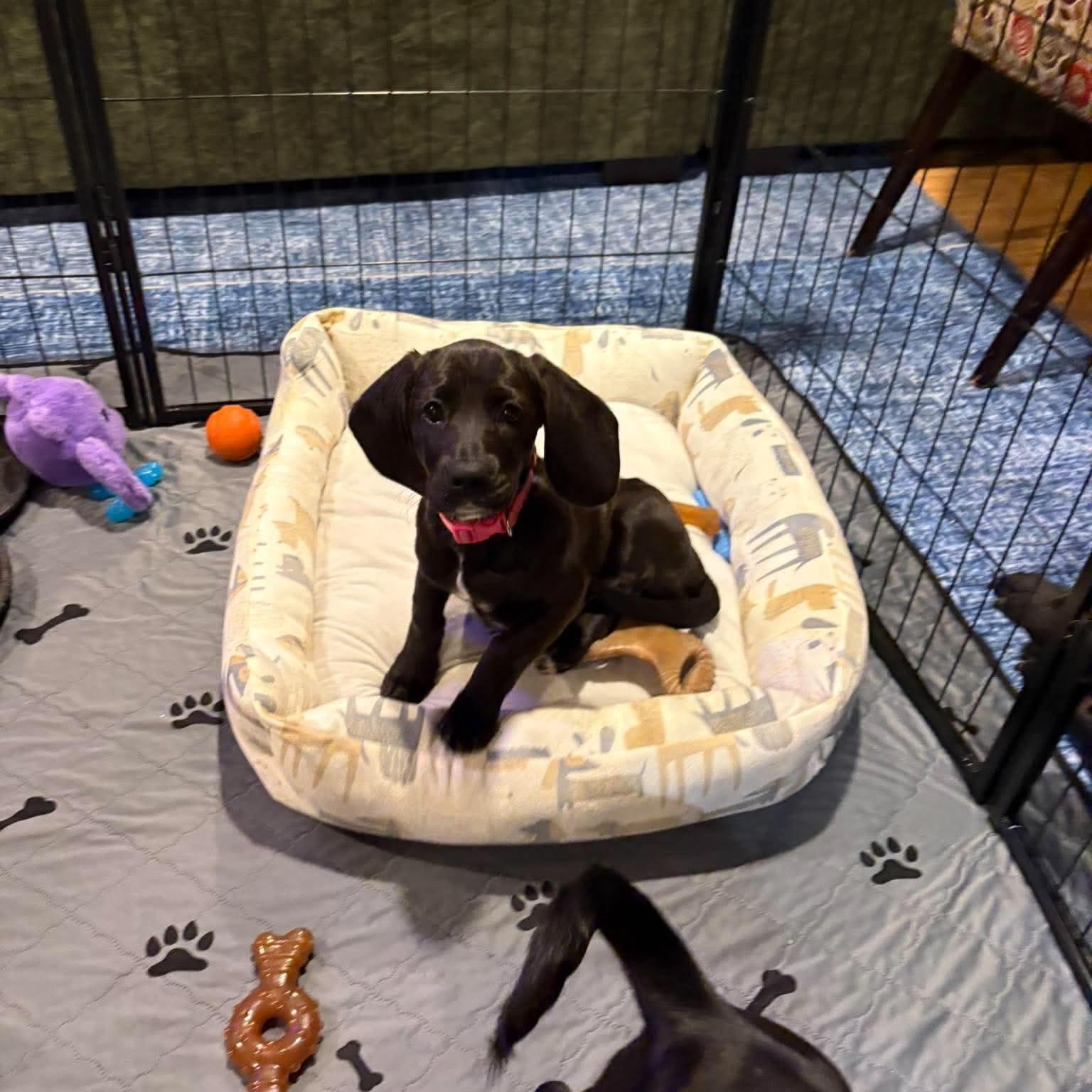 Enlarge Coralyn, a Adoptable mixed breed in Hatfield, PA image 5/6