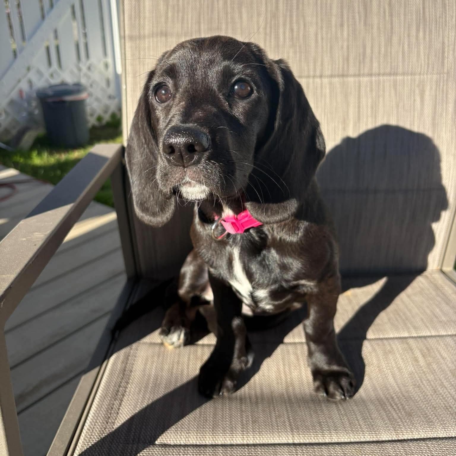Enlarge Coralyn, a Adoptable mixed breed in Hatfield, PA image 1/6