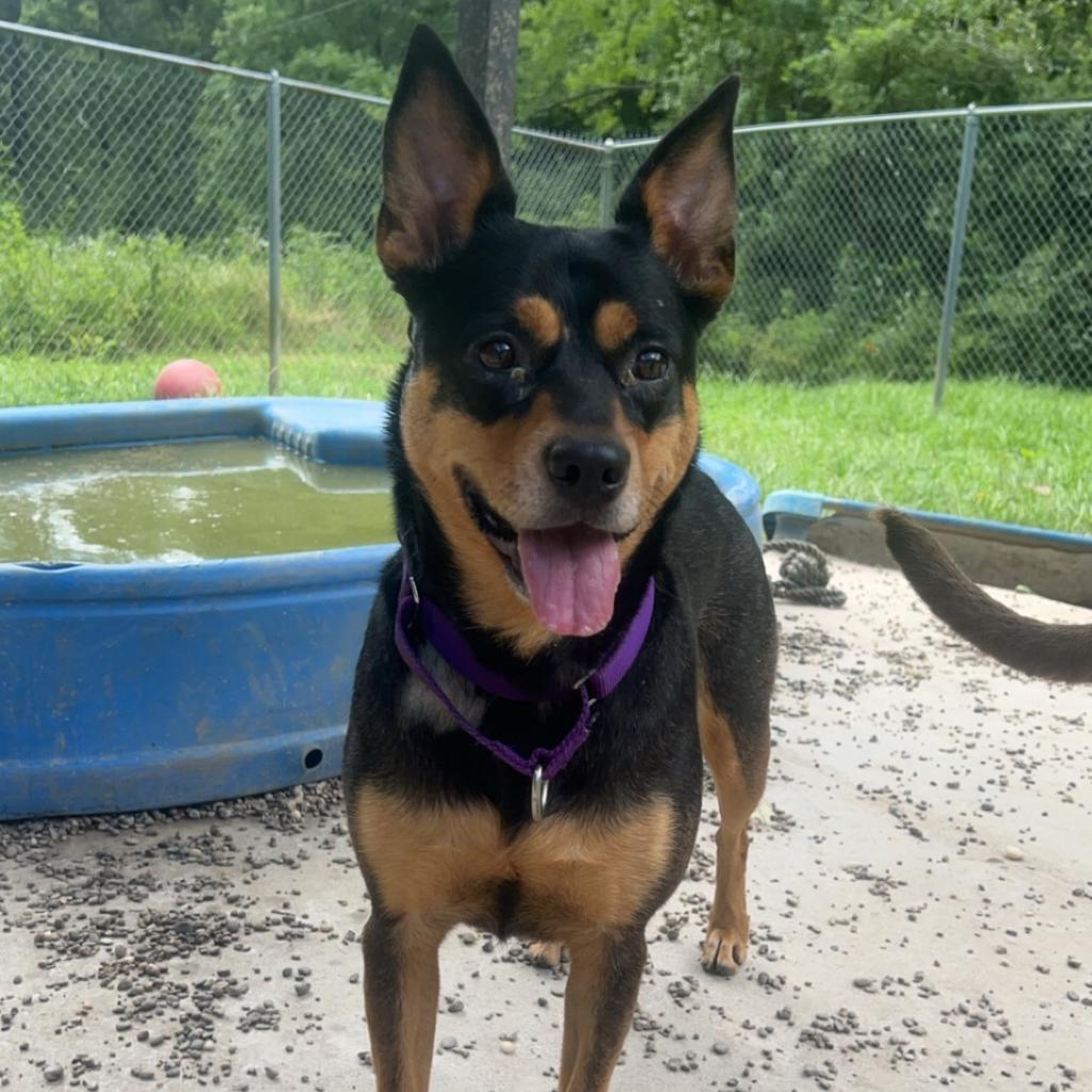 Faith, Adoptable, Adult Female Australian Cattle Dog / Blue Heeler.