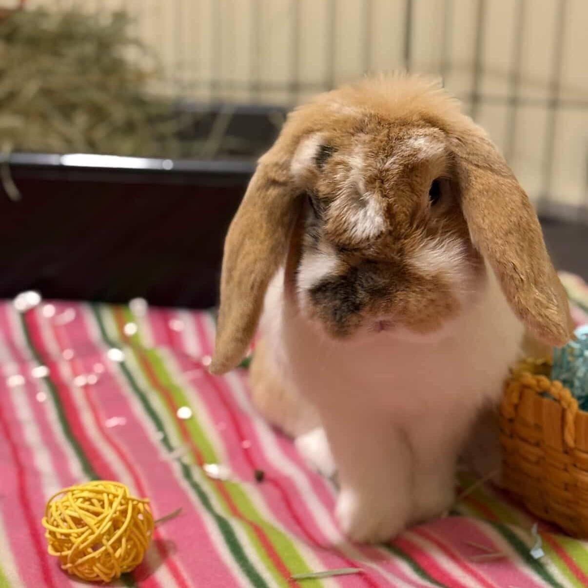 Enlarge Edmund, a Adopted Mini Lop in Salt Lake City, UT image 3/4