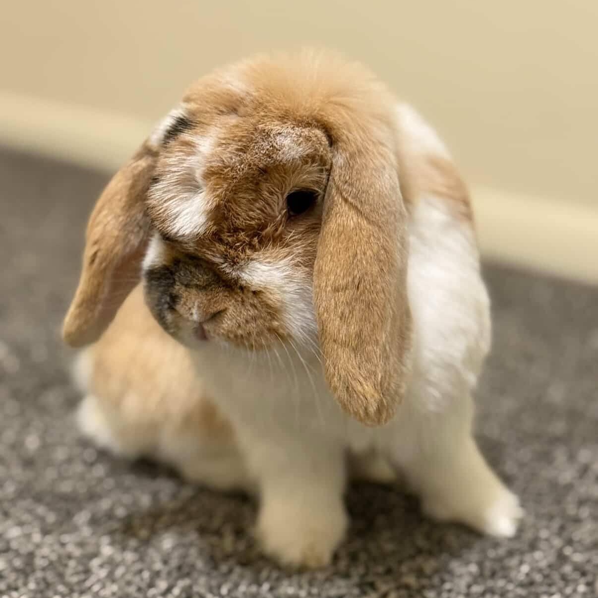 Edmund, Adopted, Senior Male Mini Lop.