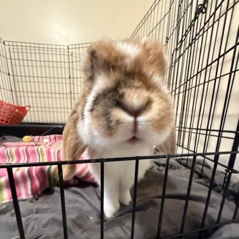 Enlarge Edmund, a Adopted Mini Lop in Salt Lake City, UT image 2/4