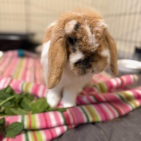 Enlarge Edmund, a Adopted Mini Lop in Salt Lake City, UT image 4/4