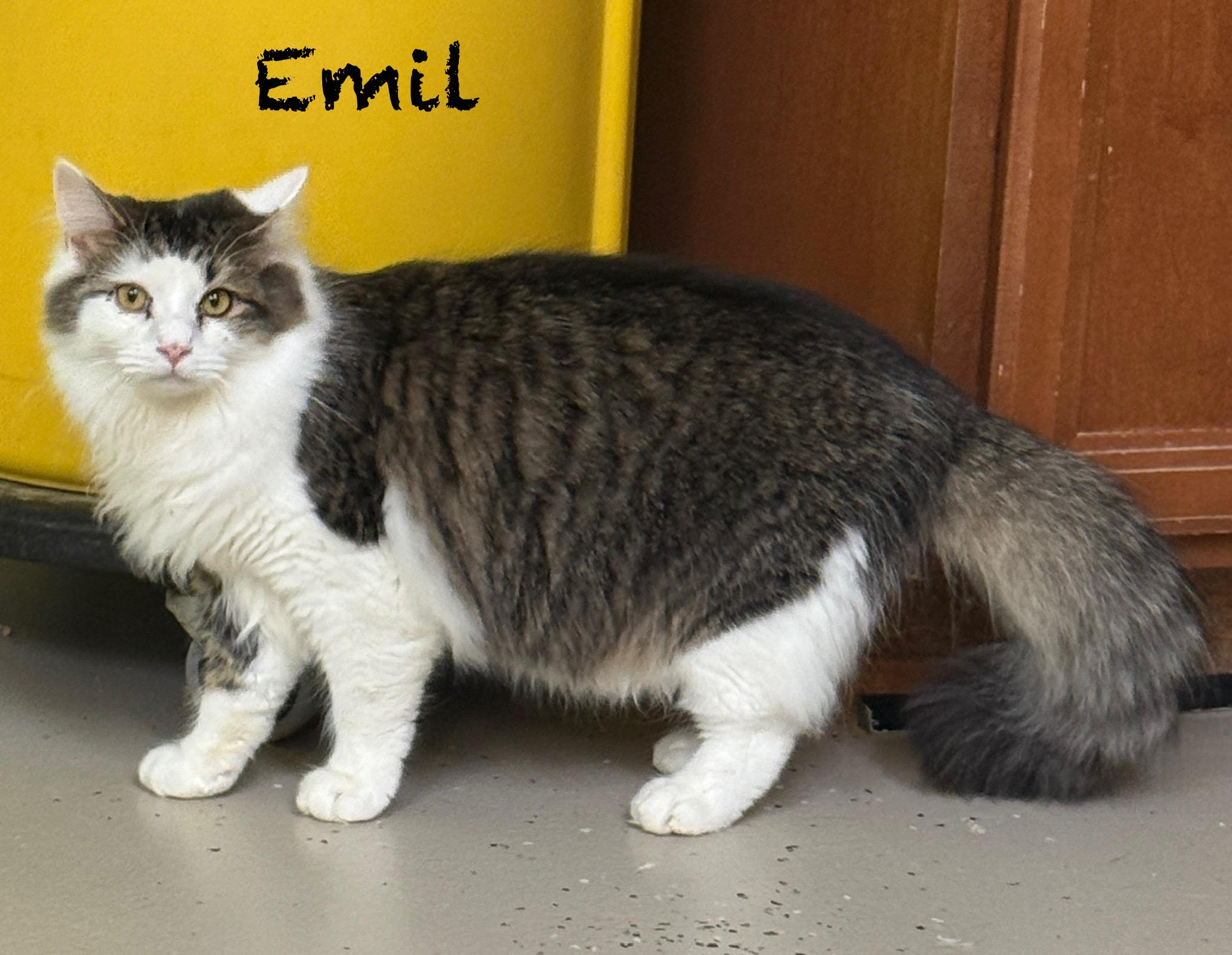 Enlarge Emil, a Adoptable Domestic Medium Hair in Pawleys Island, SC image 1/1