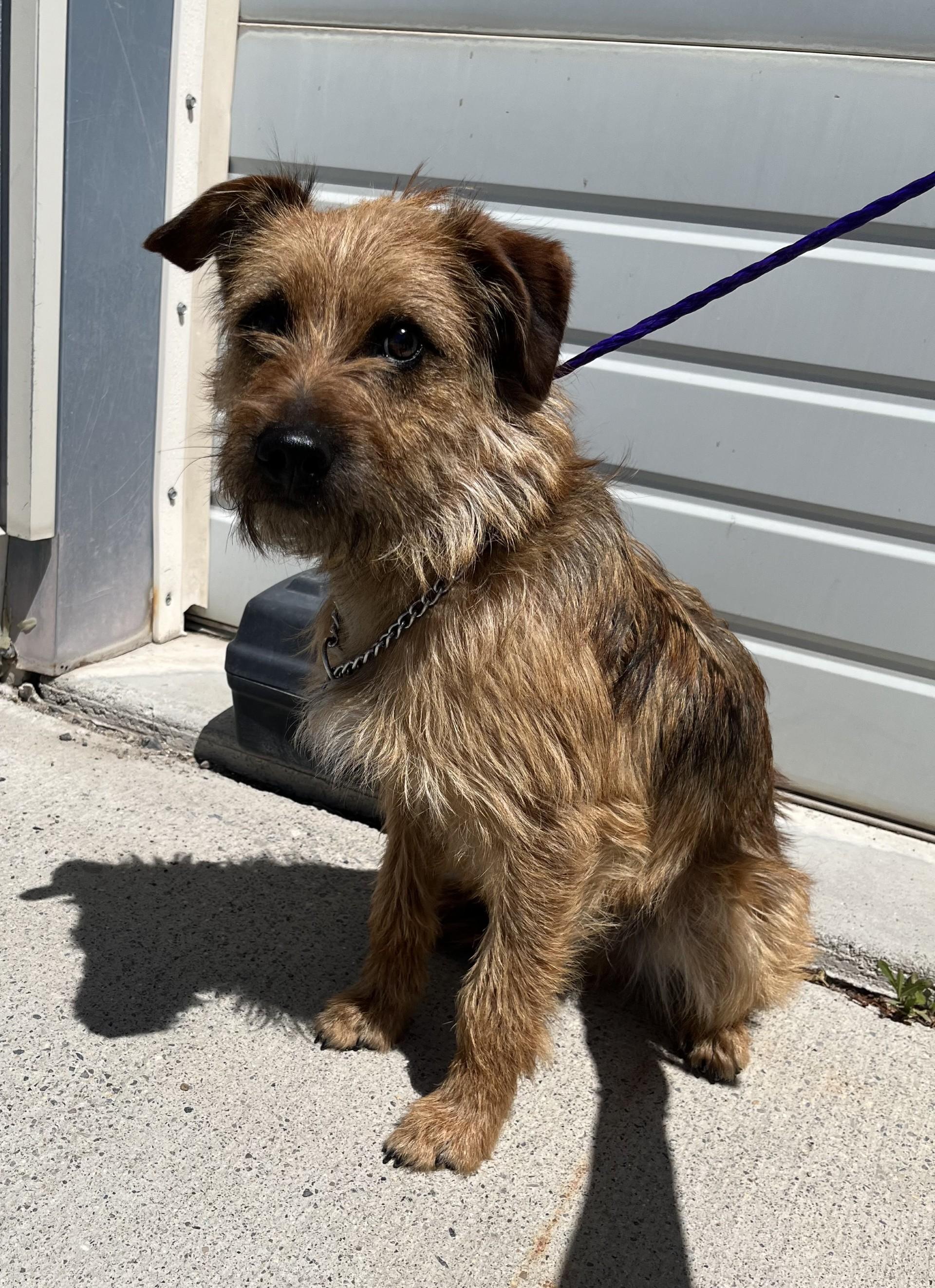Enlarge 60960515, a ADOPTABLE mixed breed in Elko, NV image 1/1