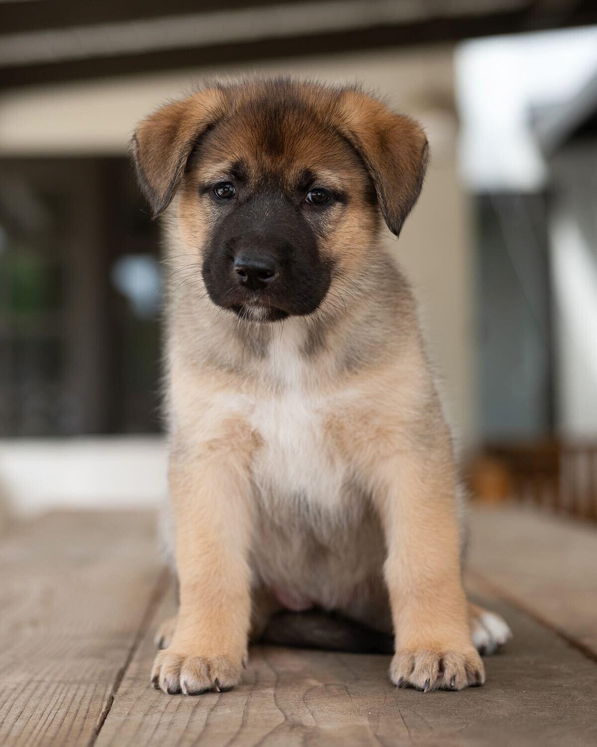 Stevie (purple collar), Adoptable, Young Female German Shepherd Dog.
