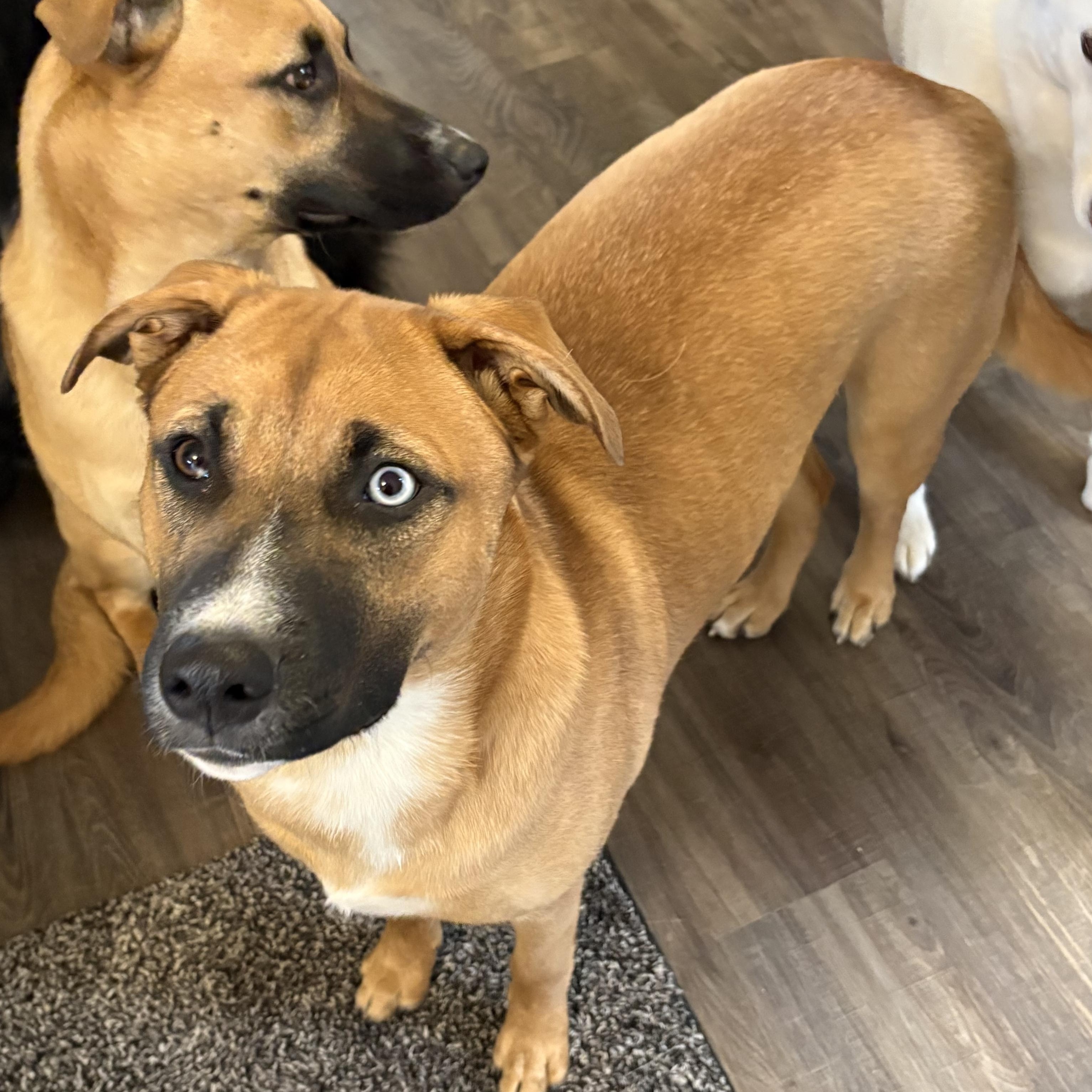 Stevie (F), Adoptable, Young Female Mixed Breed.