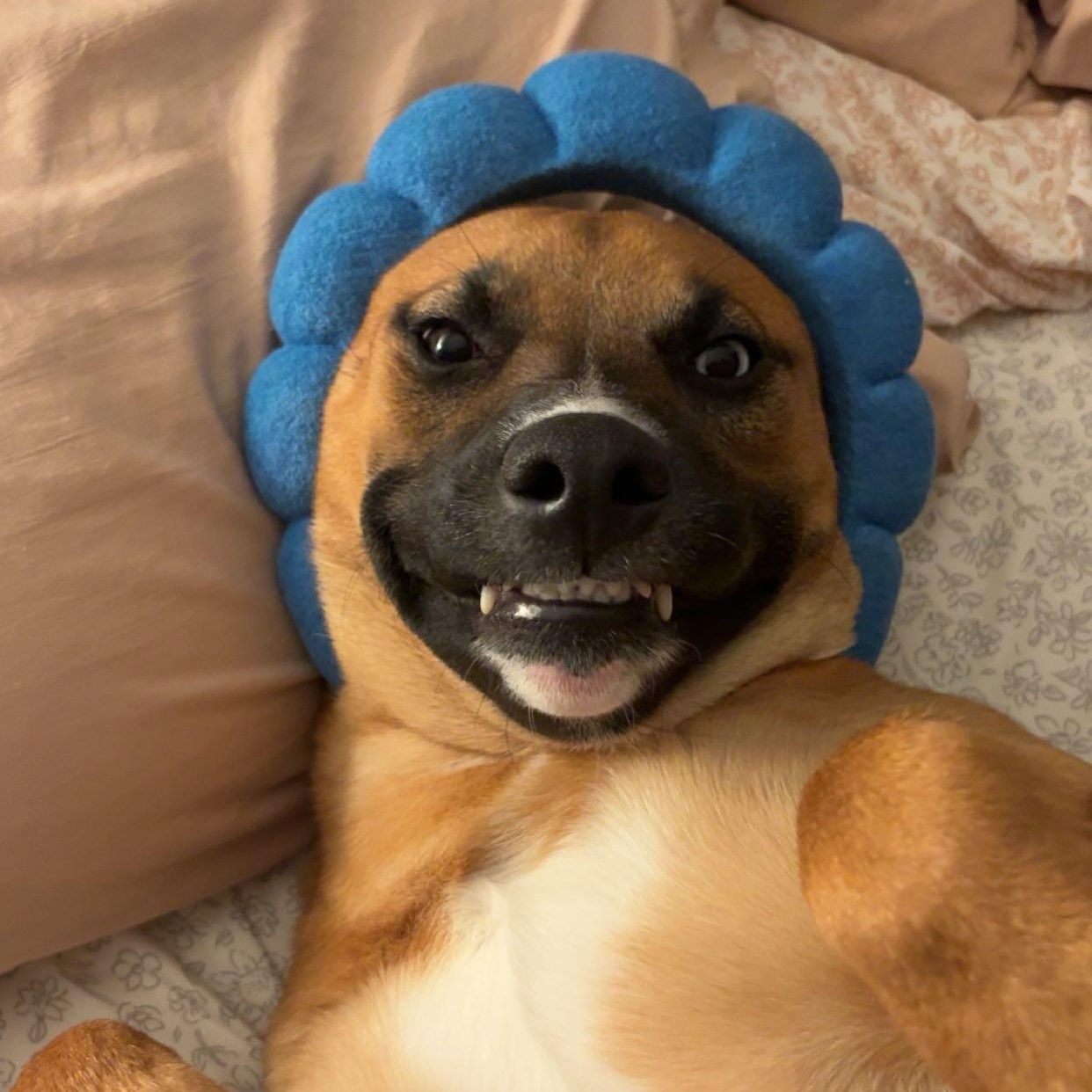 Enlarge Stevie (F), a Adoptable mixed breed in Sun Prairie, WI image 5/5