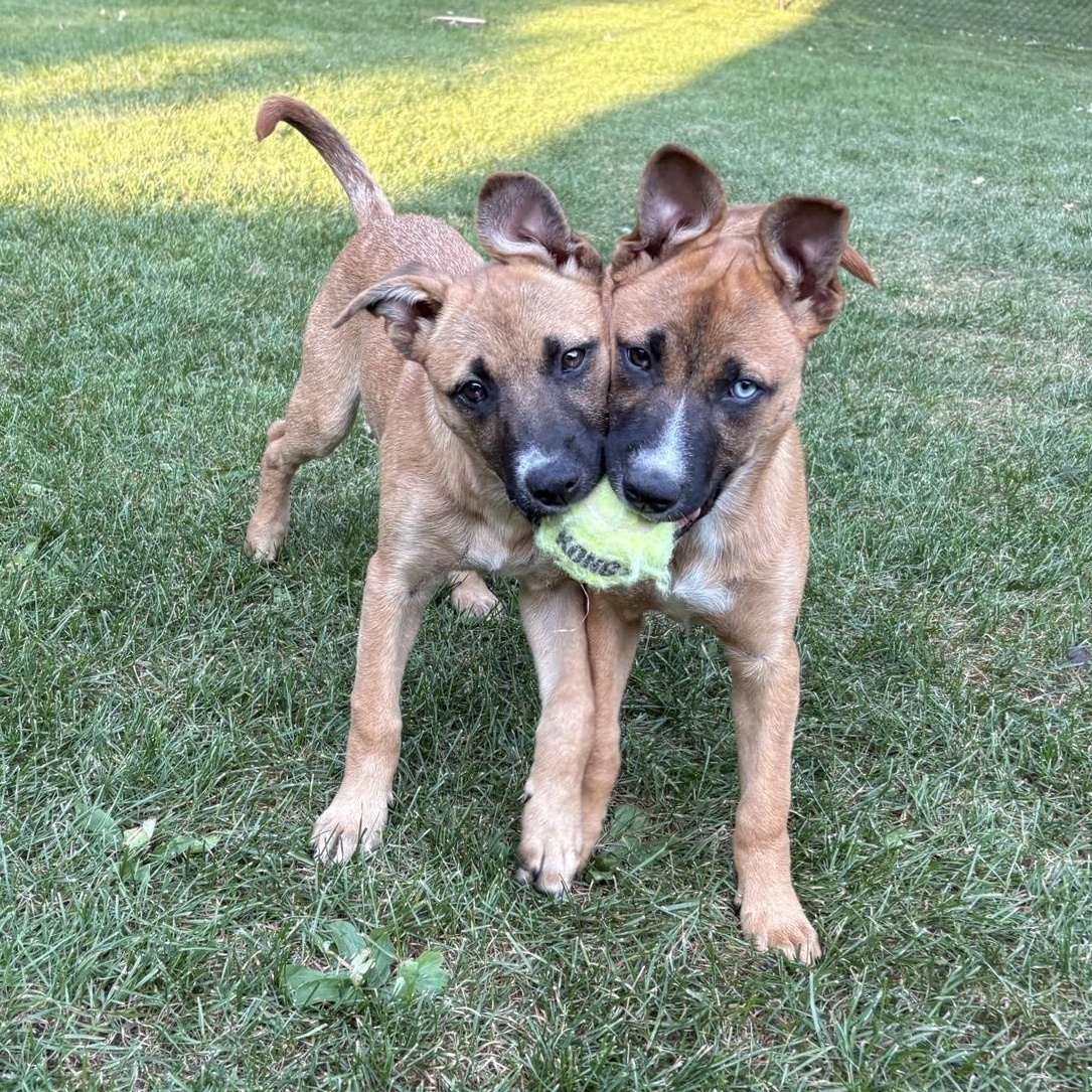 Stevie (F), Adoptable, Young Female Mixed Breed.