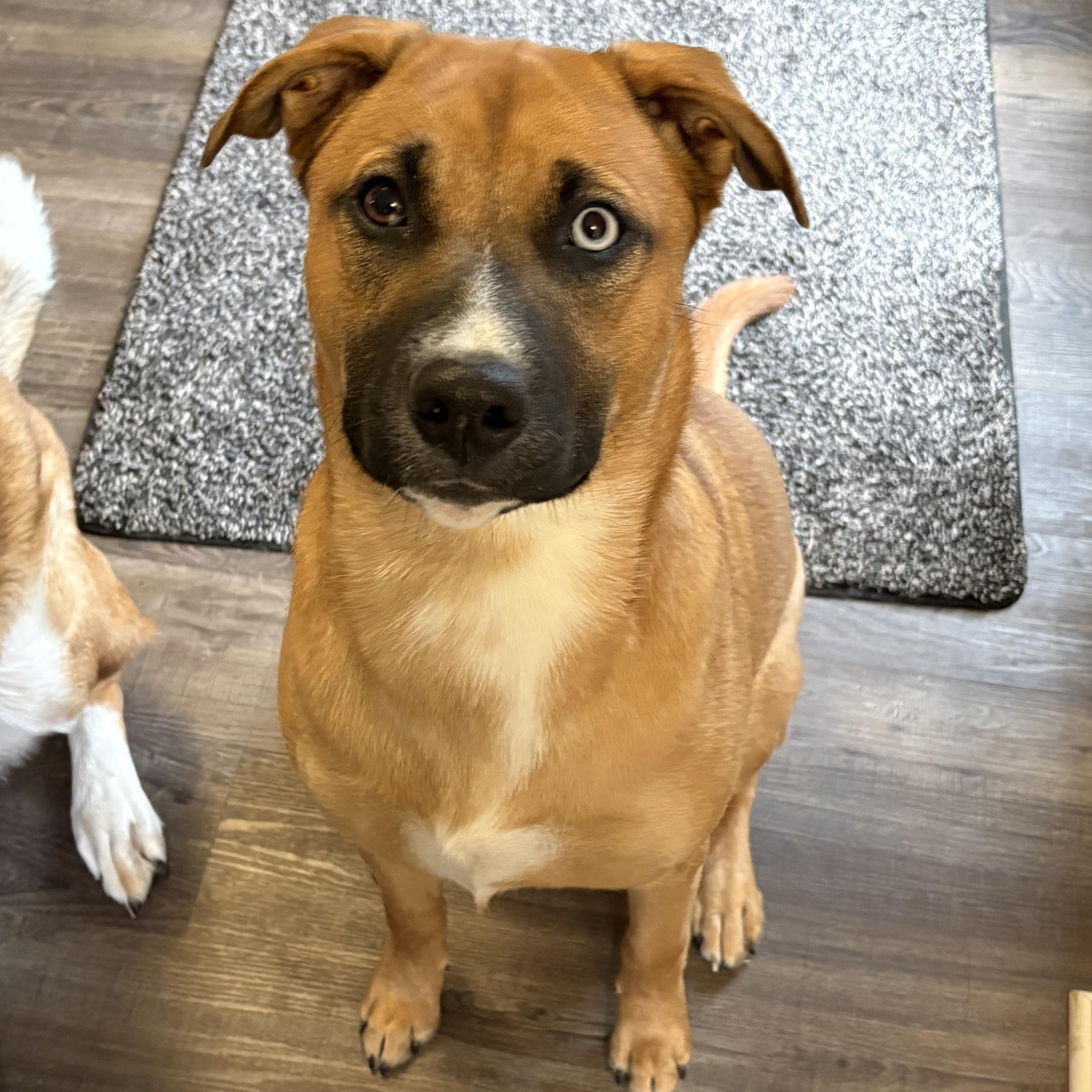 Enlarge Stevie (F), a Adoptable mixed breed in Sun Prairie, WI image 3/5