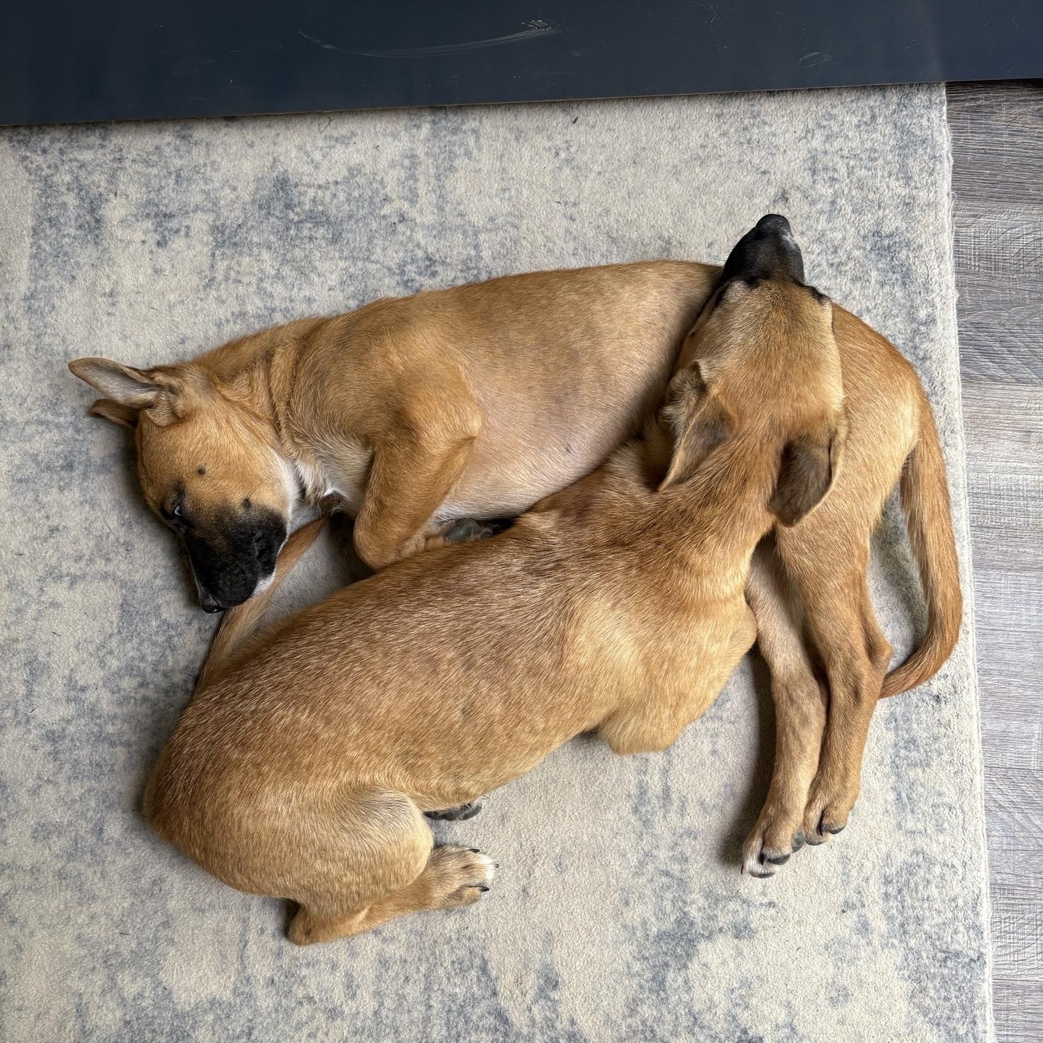 Enlarge Stevie (F), a Adoptable mixed breed in Sun Prairie, WI image 2/3