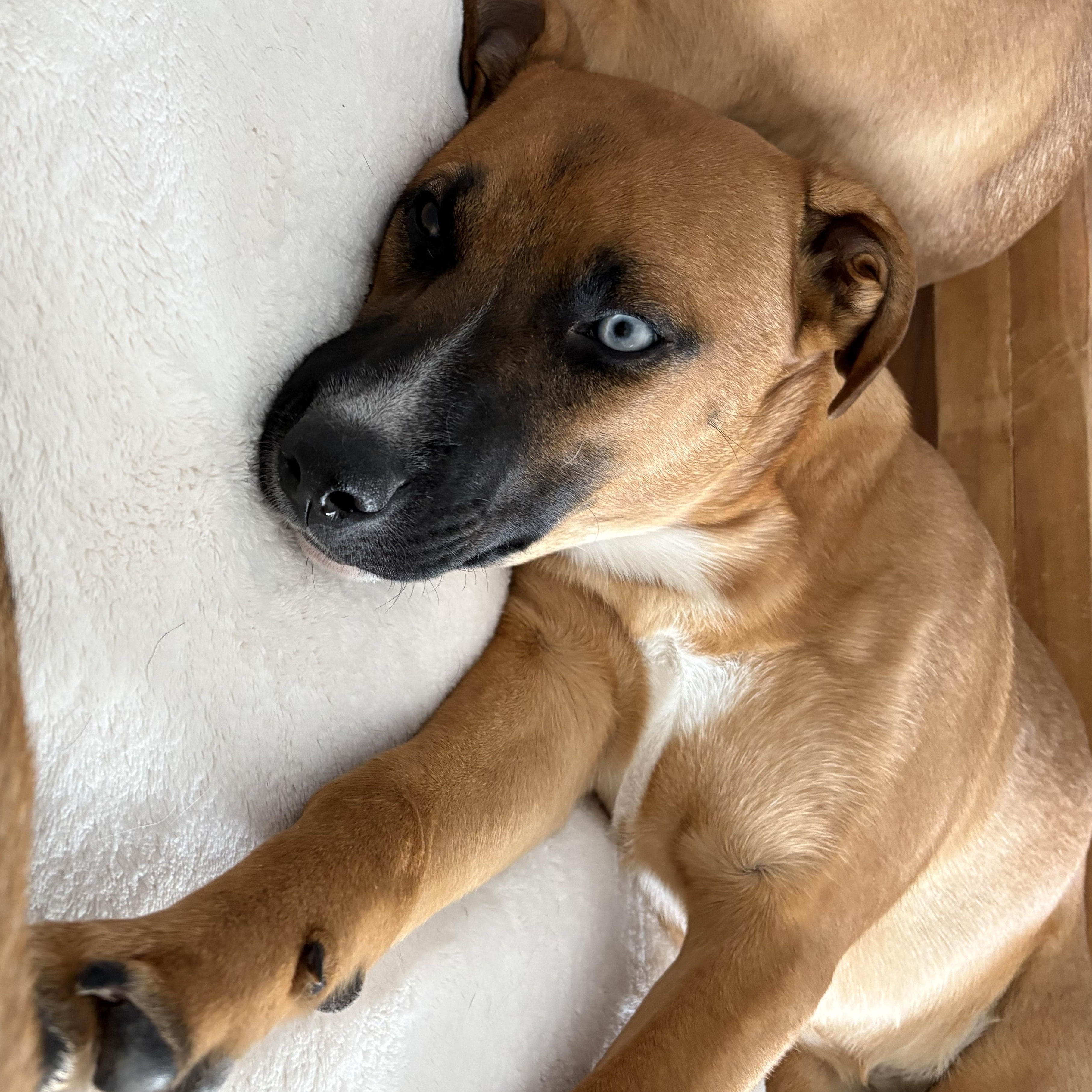 Enlarge Stevie (F), a Adoptable mixed breed in Sun Prairie, WI image 2/5