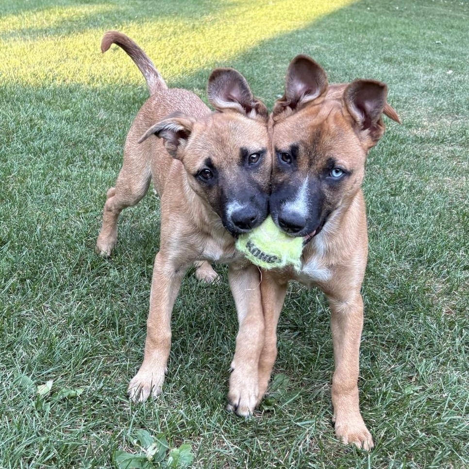 Enlarge Stevie (F), a Adoptable mixed breed in Sun Prairie, WI image 3/3