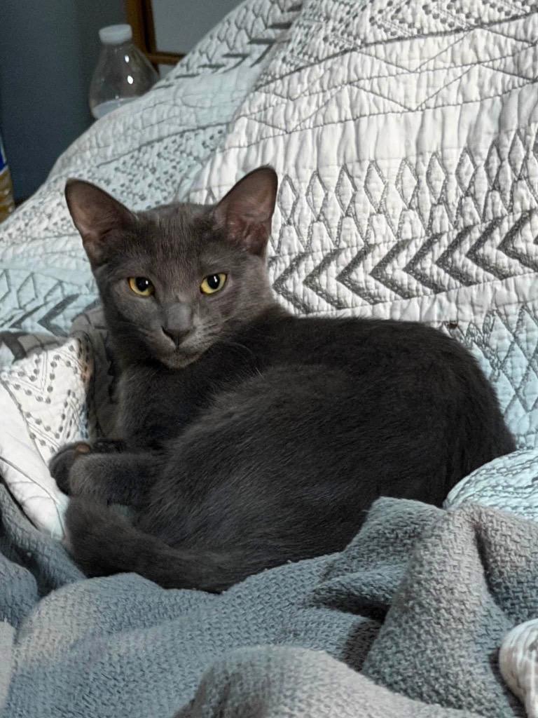 Mowgli, Adoptable, Kitten Male Domestic Short Hair.