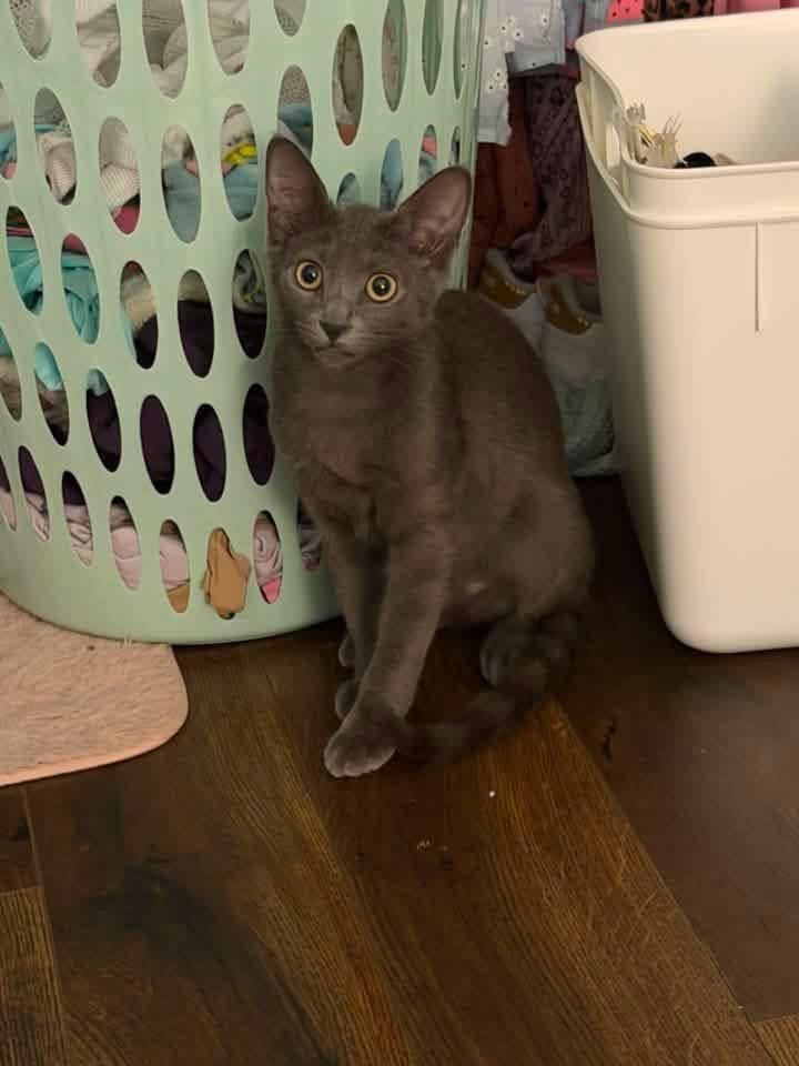 Mowgli, Adoptable, Kitten Male Domestic Short Hair.