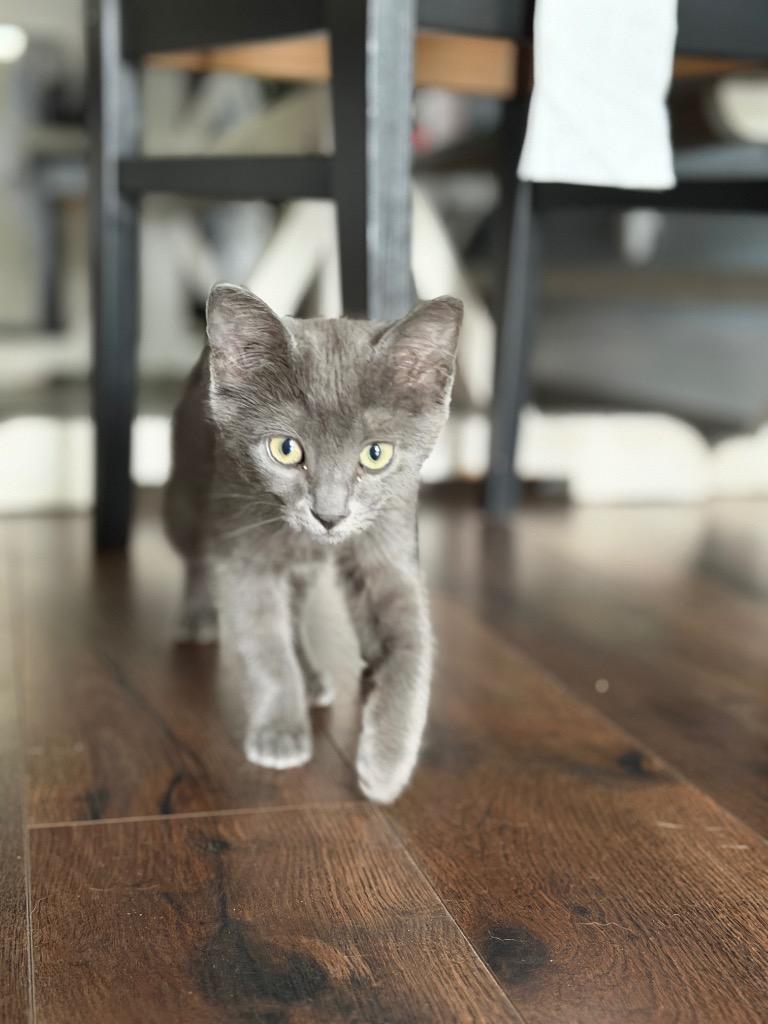 Mowgli, Adoptable, Kitten Male Domestic Short Hair.