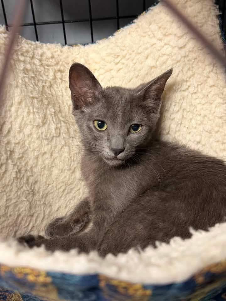 Mowgli, a Adoptable mixed breed in Orlando, FL image 3/6