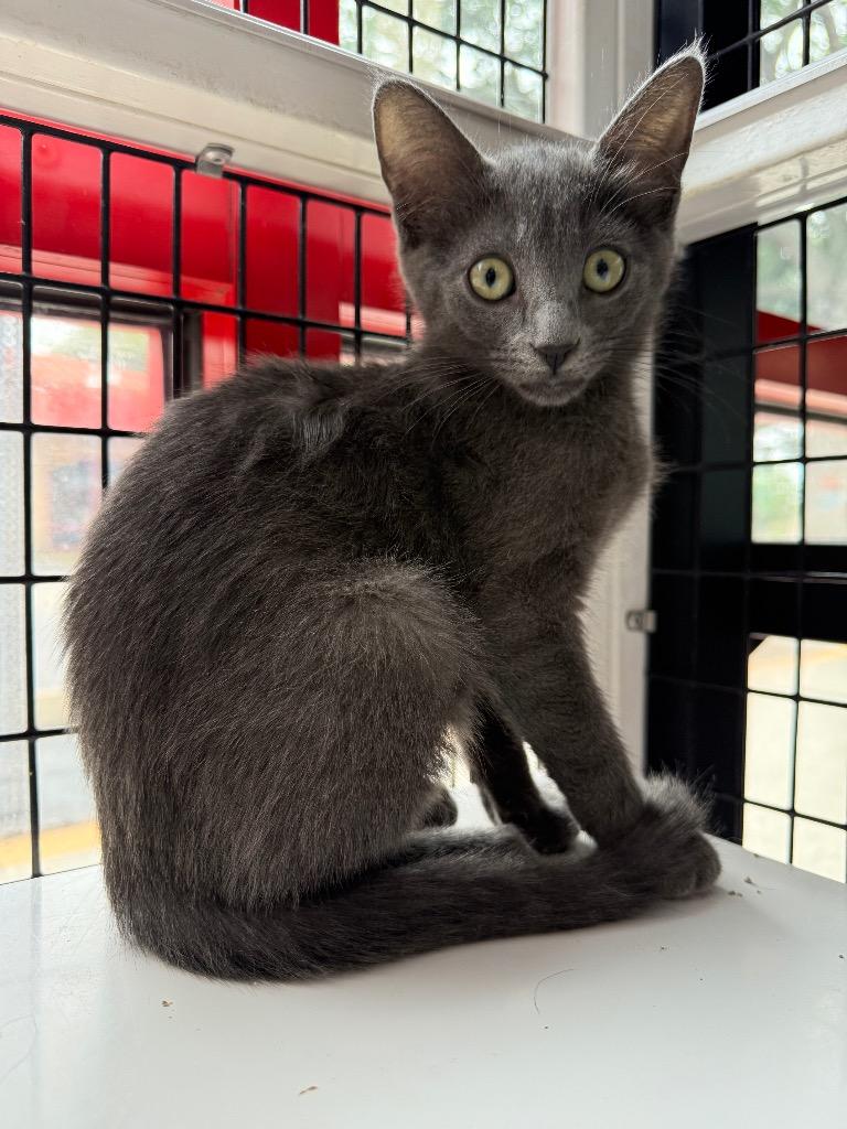 Enlarge Mowgli, a Adoptable mixed breed in Orlando, FL image 2/4
