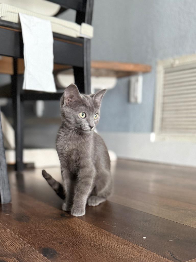 Enlarge Mowgli, a Adoptable mixed breed in Orlando, FL image 3/4