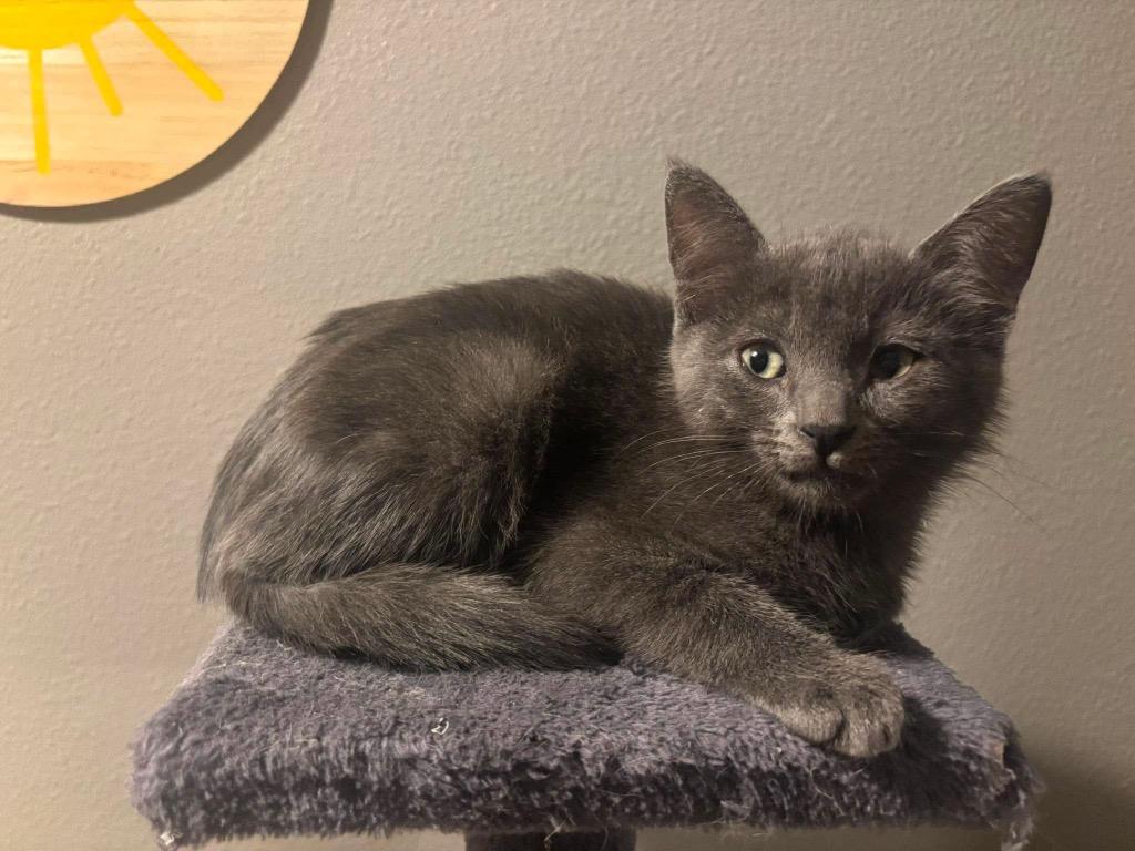 Enlarge Mowgli, a Adoptable mixed breed in Orlando, FL image 4/4