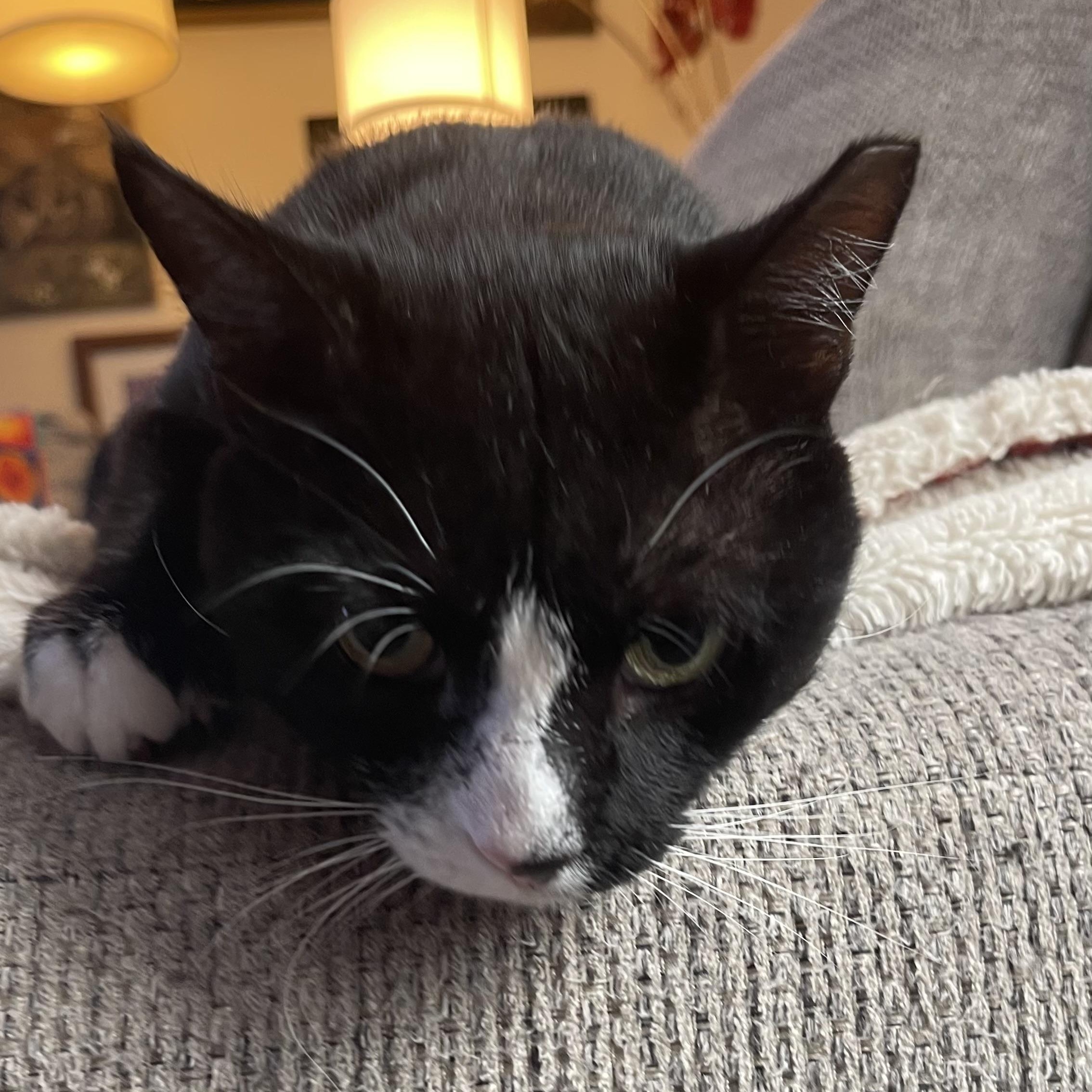 Manager Carl, a Adoptable Domestic Short Hair in Scranton, PA image 5/6