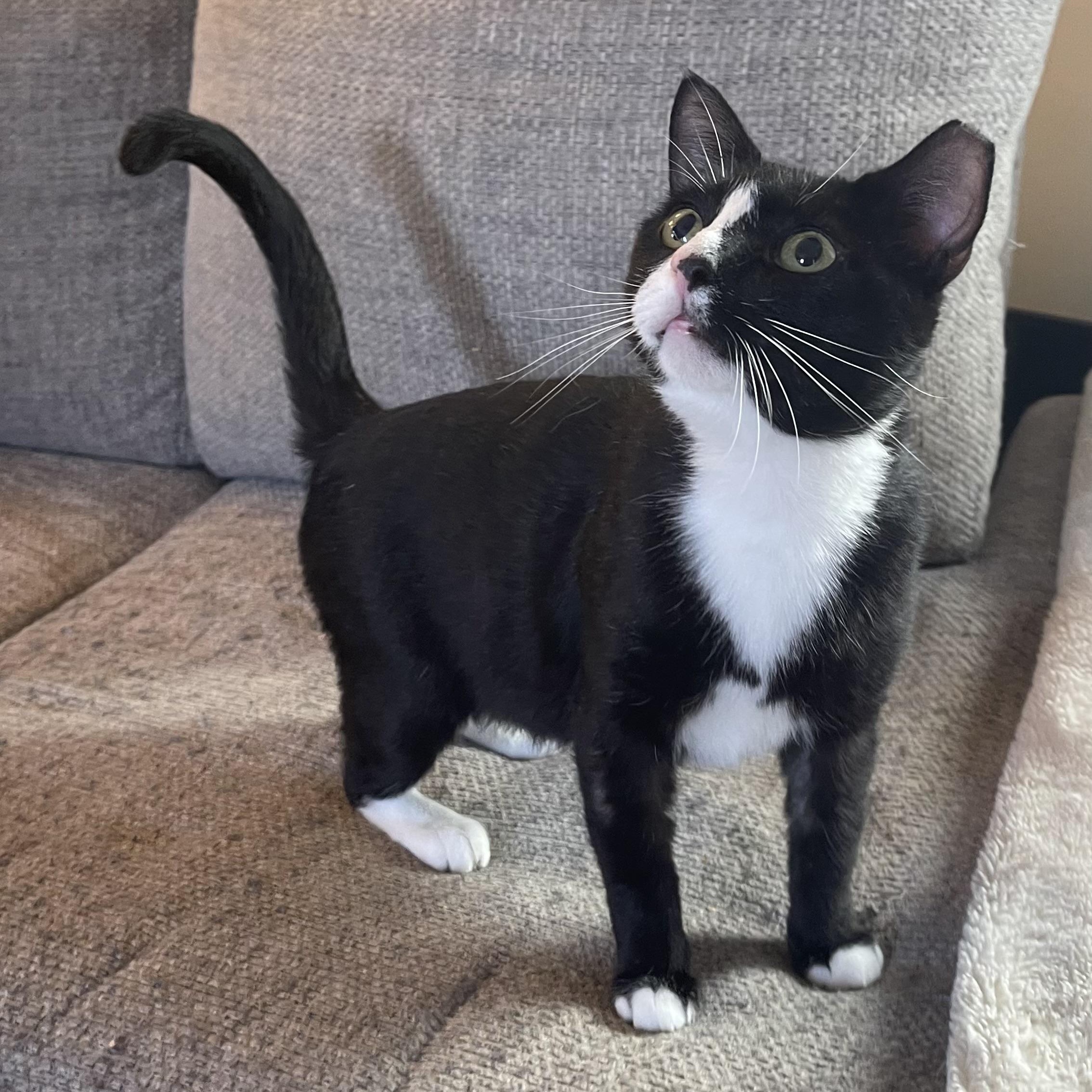 Manager Carl, a Adoptable Domestic Short Hair in Scranton, PA image 4/6