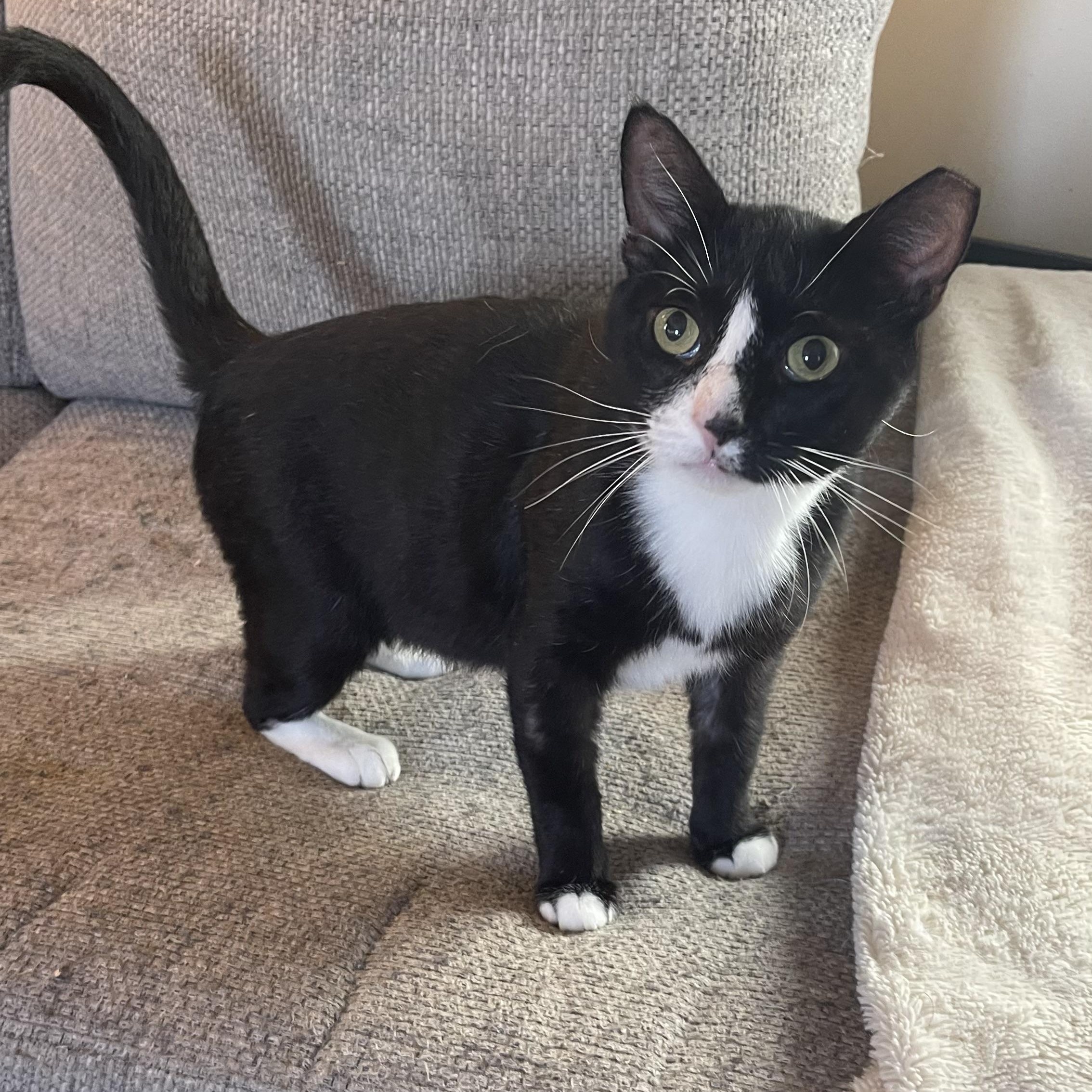 Manager Carl, a Adoptable Domestic Short Hair in Scranton, PA image 2/6