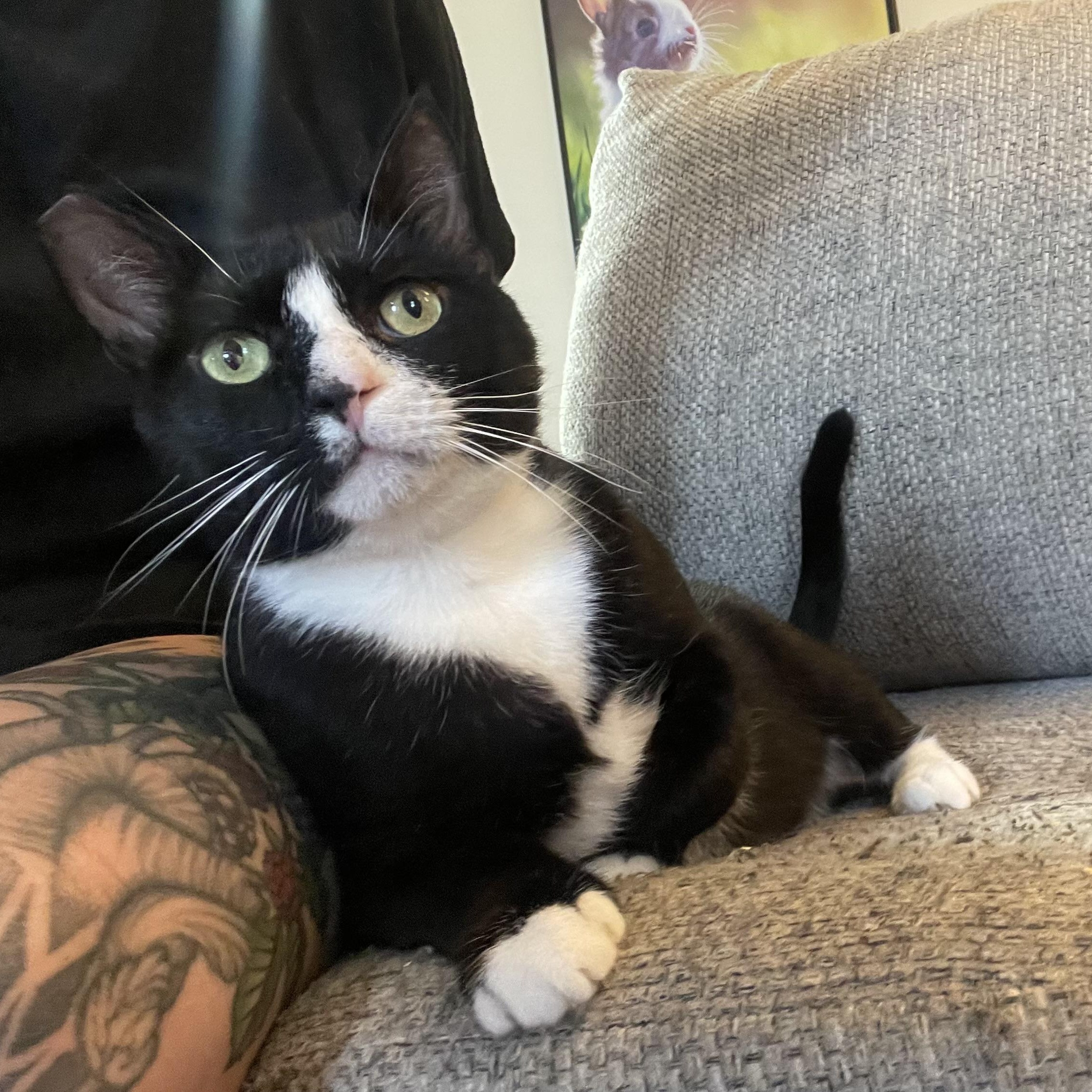 Manager Carl, Adoptable, Adult Male Domestic Short Hair.