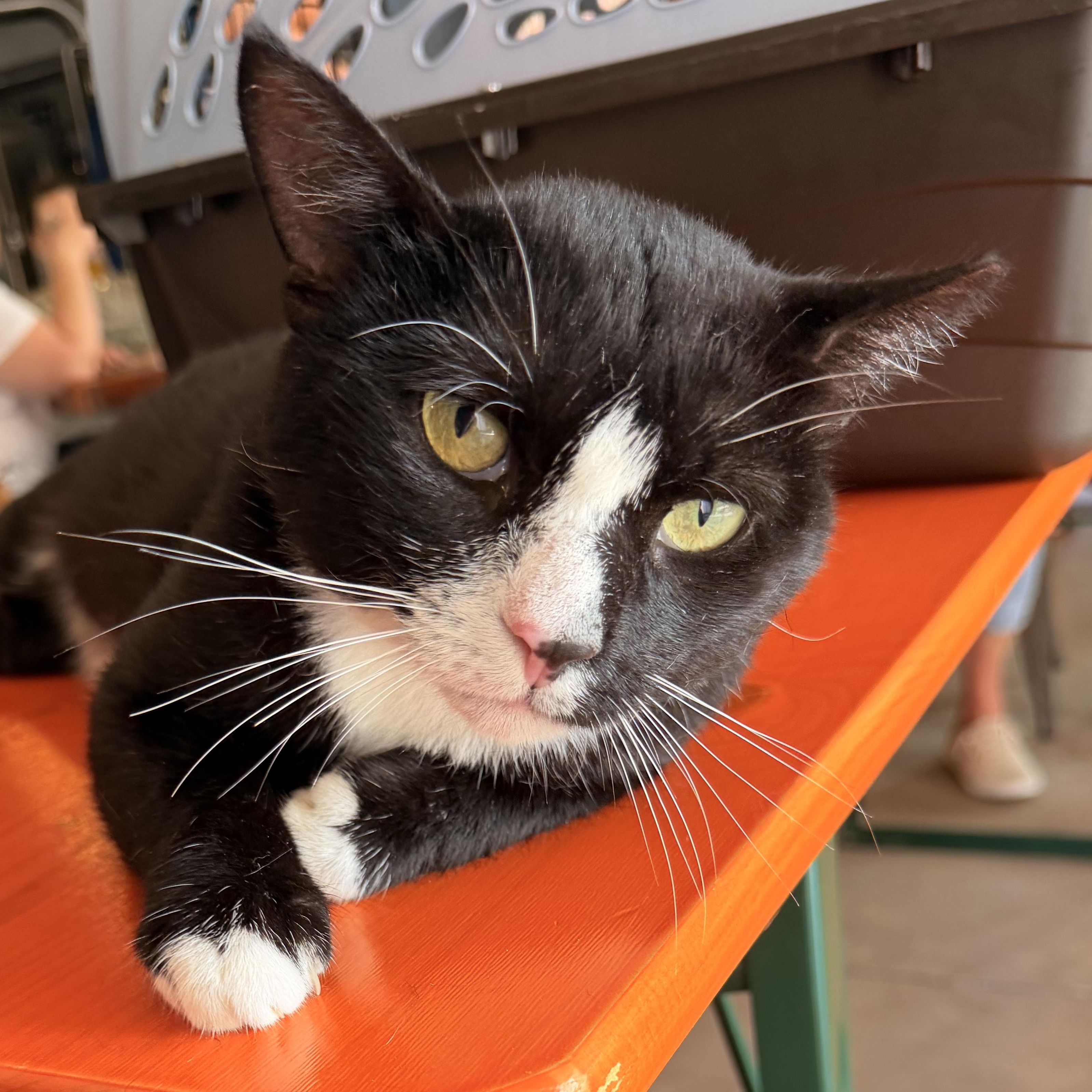 Manager Carl, a Adoptable Domestic Short Hair in Scranton, PA image 3/6