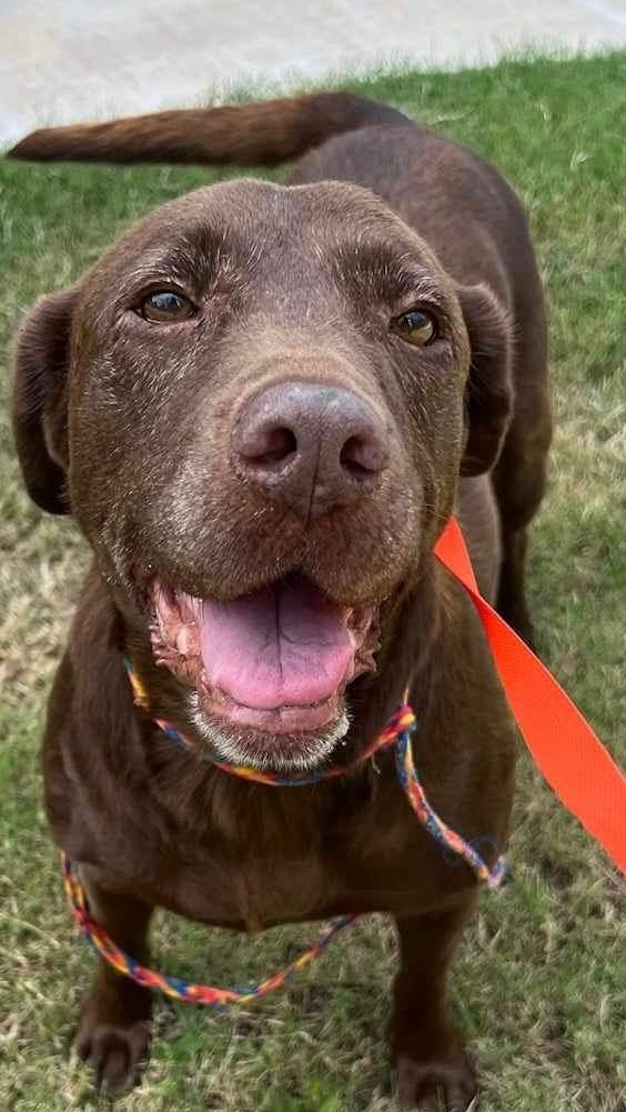 Betsy, an adoptable Chocolate Labrador Retriever in Salina, OK, 74365 | Photo Image 2