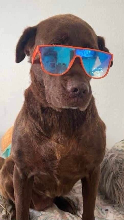 Betsy, an adoptable Chocolate Labrador Retriever in Salina, OK, 74365 | Photo Image 4