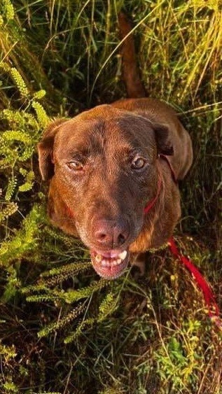 Betsy, an adoptable Chocolate Labrador Retriever in Salina, OK, 74365 | Photo Image 3