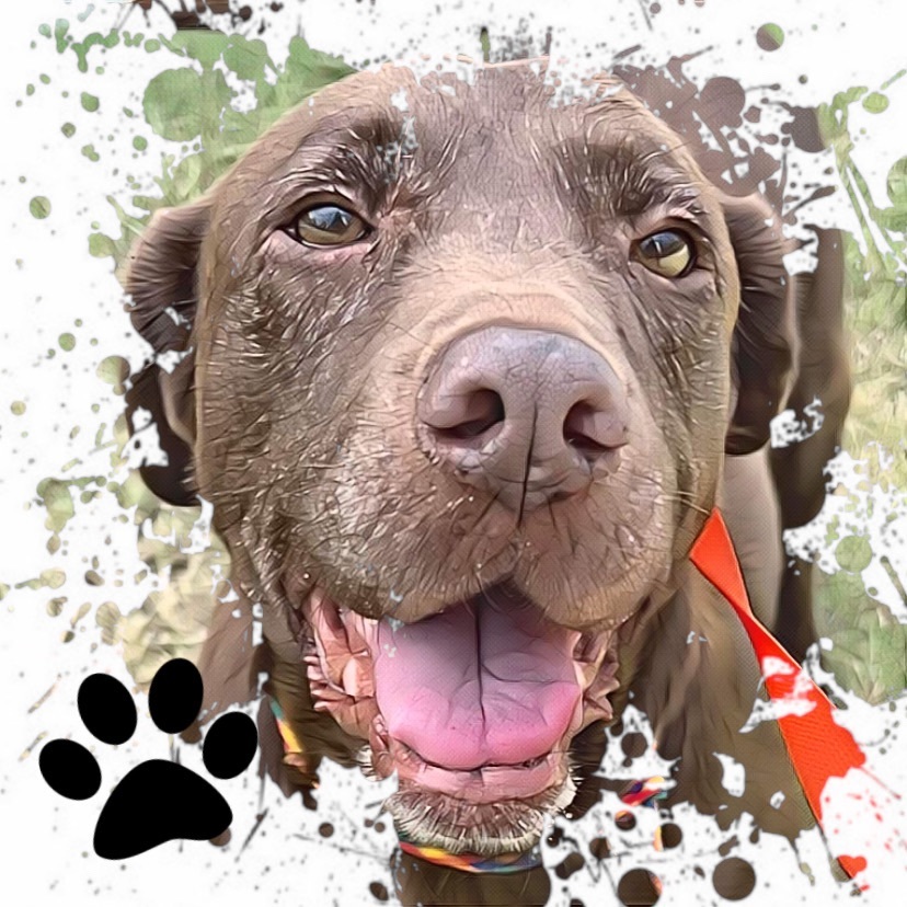 Betsy, an adoptable Chocolate Labrador Retriever in Salina, OK, 74365 | Photo Image 1