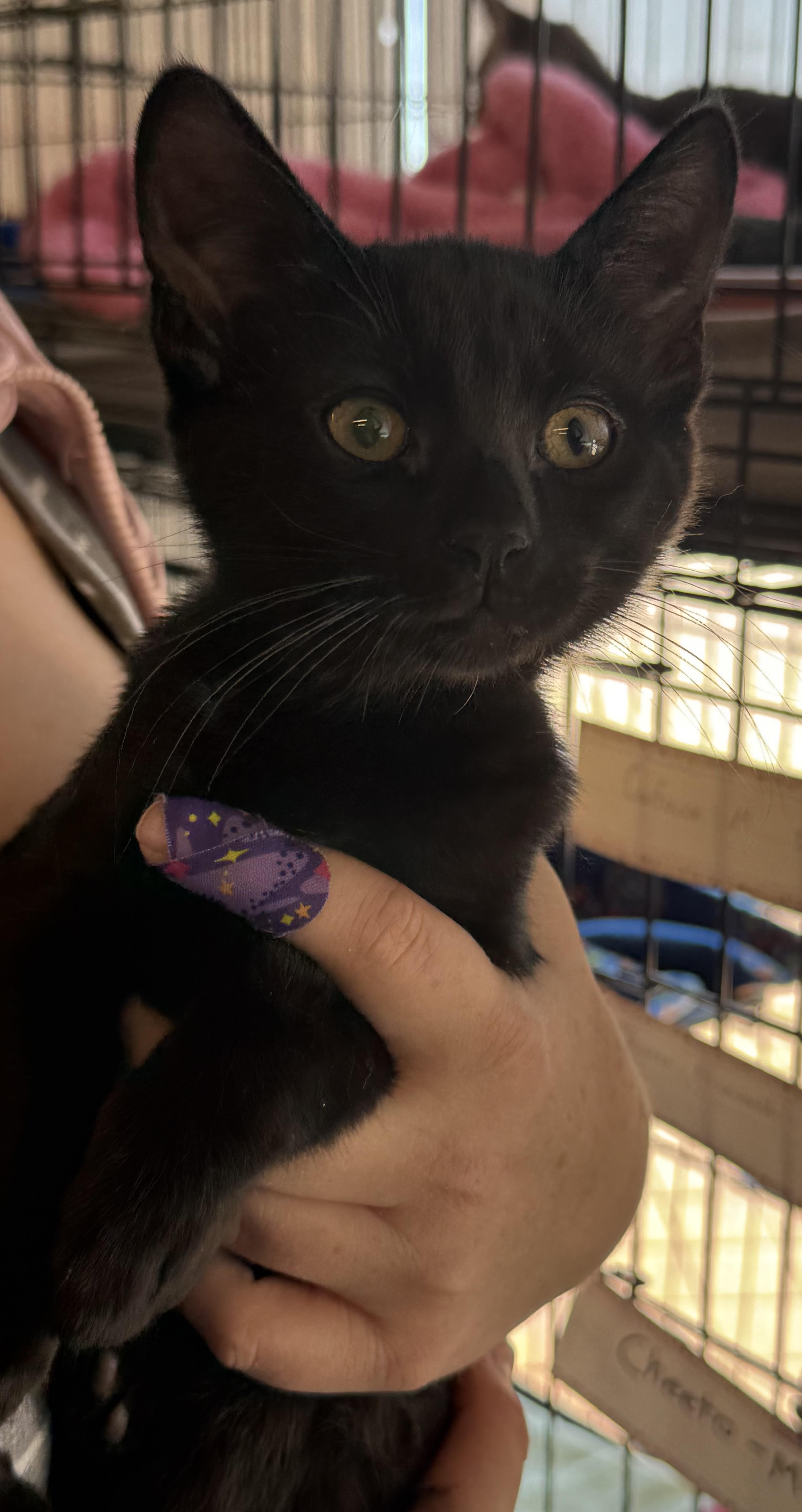 Cassiopeia, an adoptable Domestic Short Hair in Vallejo, CA_image-1