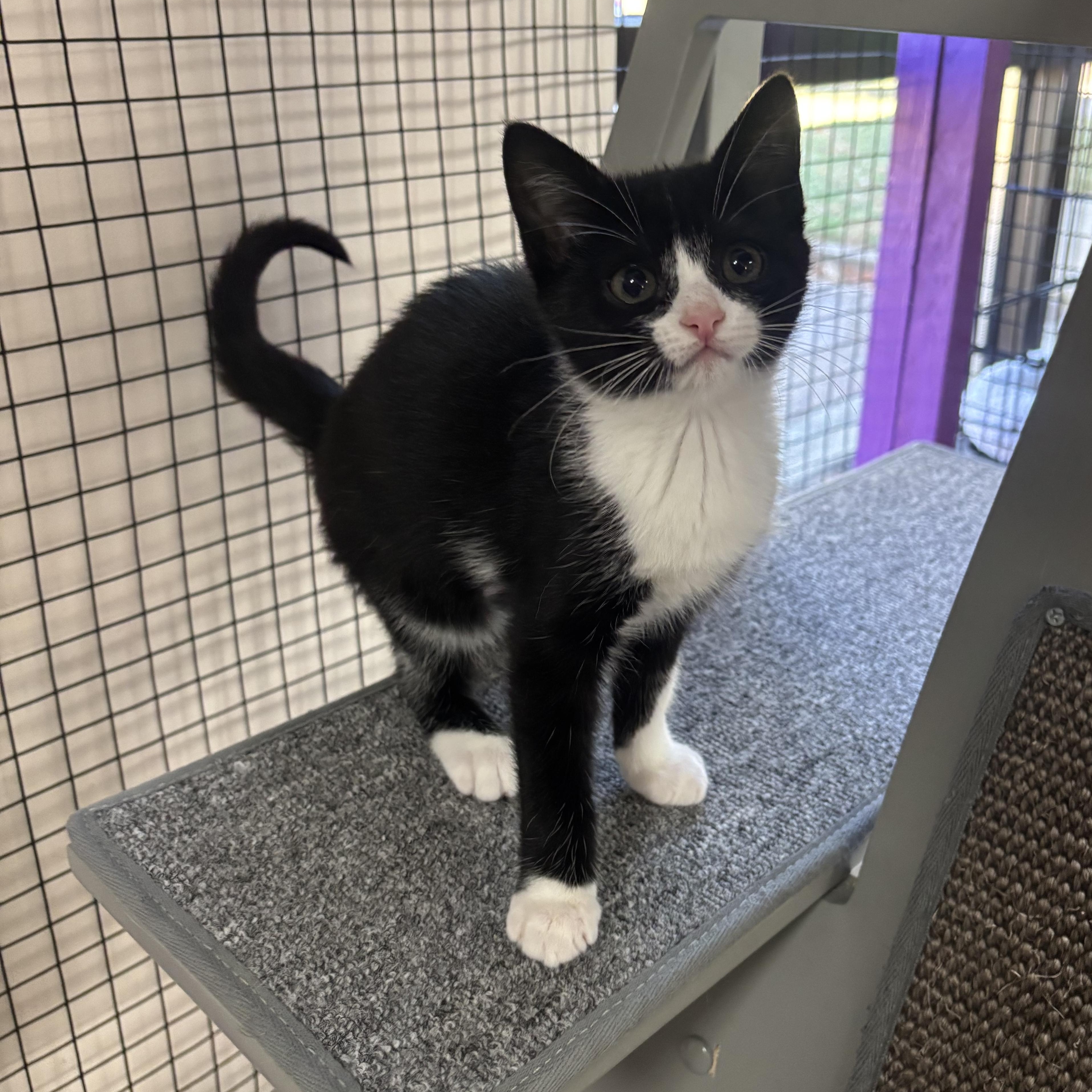 Enlarge Esther, a Adoptable Domestic Short Hair in Collierville, TN image 2/2