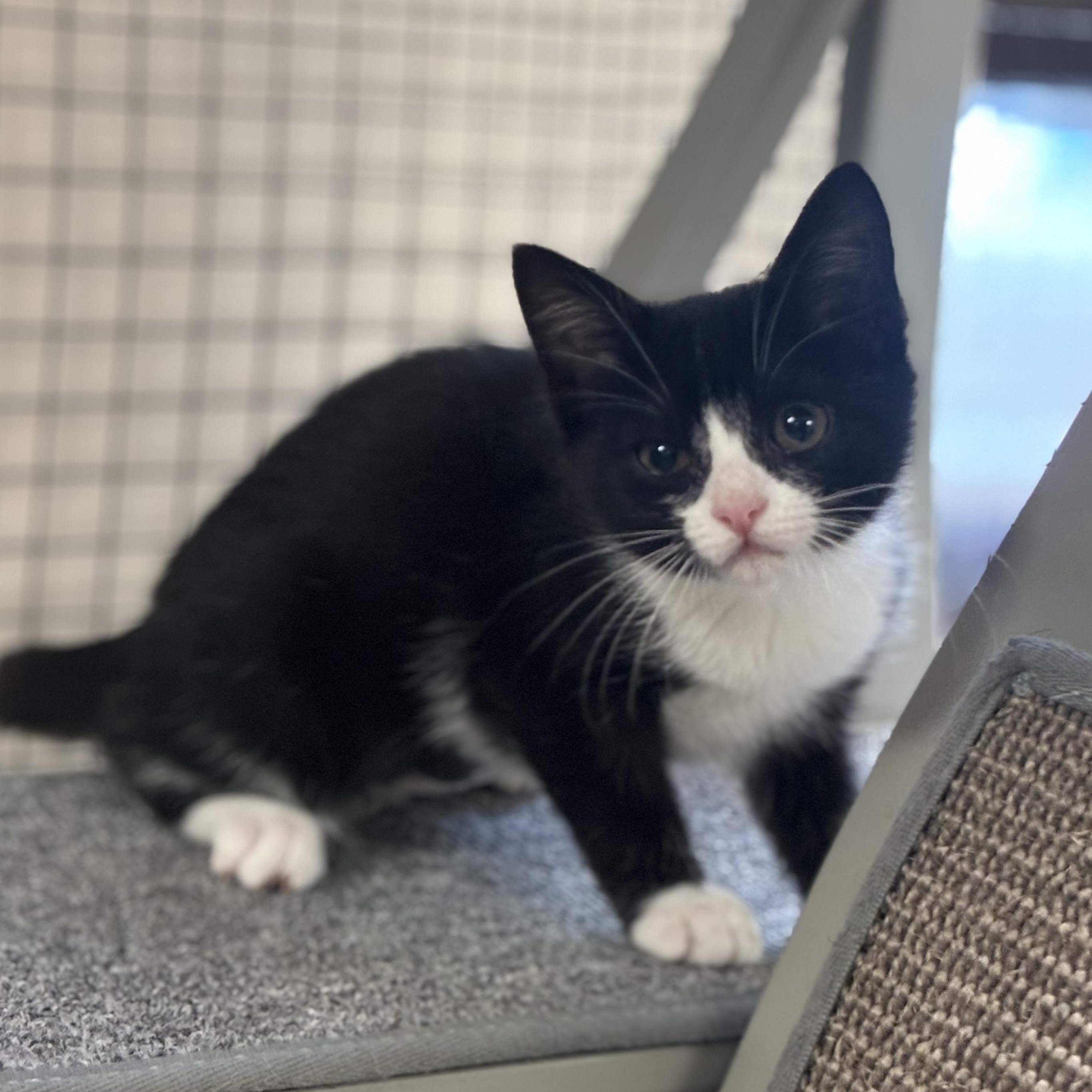 Enlarge Esther, a Adoptable Domestic Short Hair in Collierville, TN image 1/2