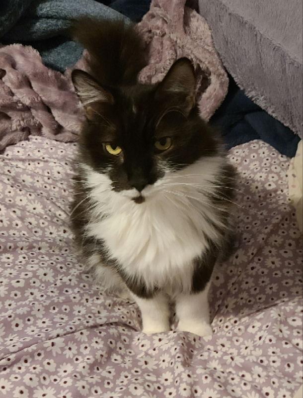 Milkshake, Adoptable, Adult Male Domestic Medium Hair.