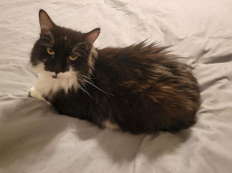 Milkshake, Adoptable, Adult Male Domestic Medium Hair.