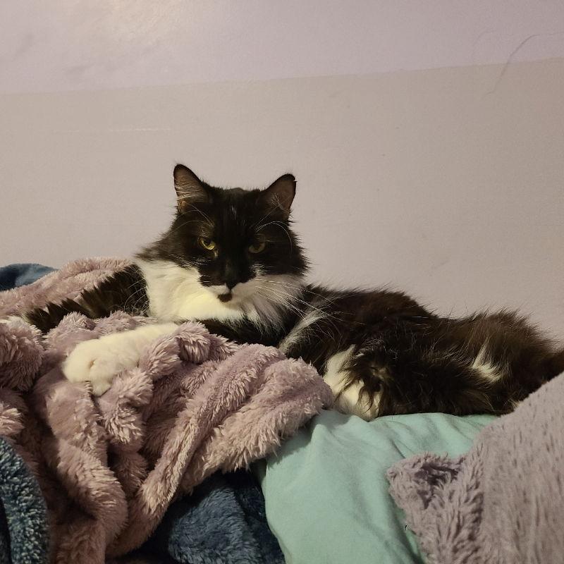 Enlarge Milkshake, a Adoptable Domestic Medium Hair in Mesa, AZ image 3/3