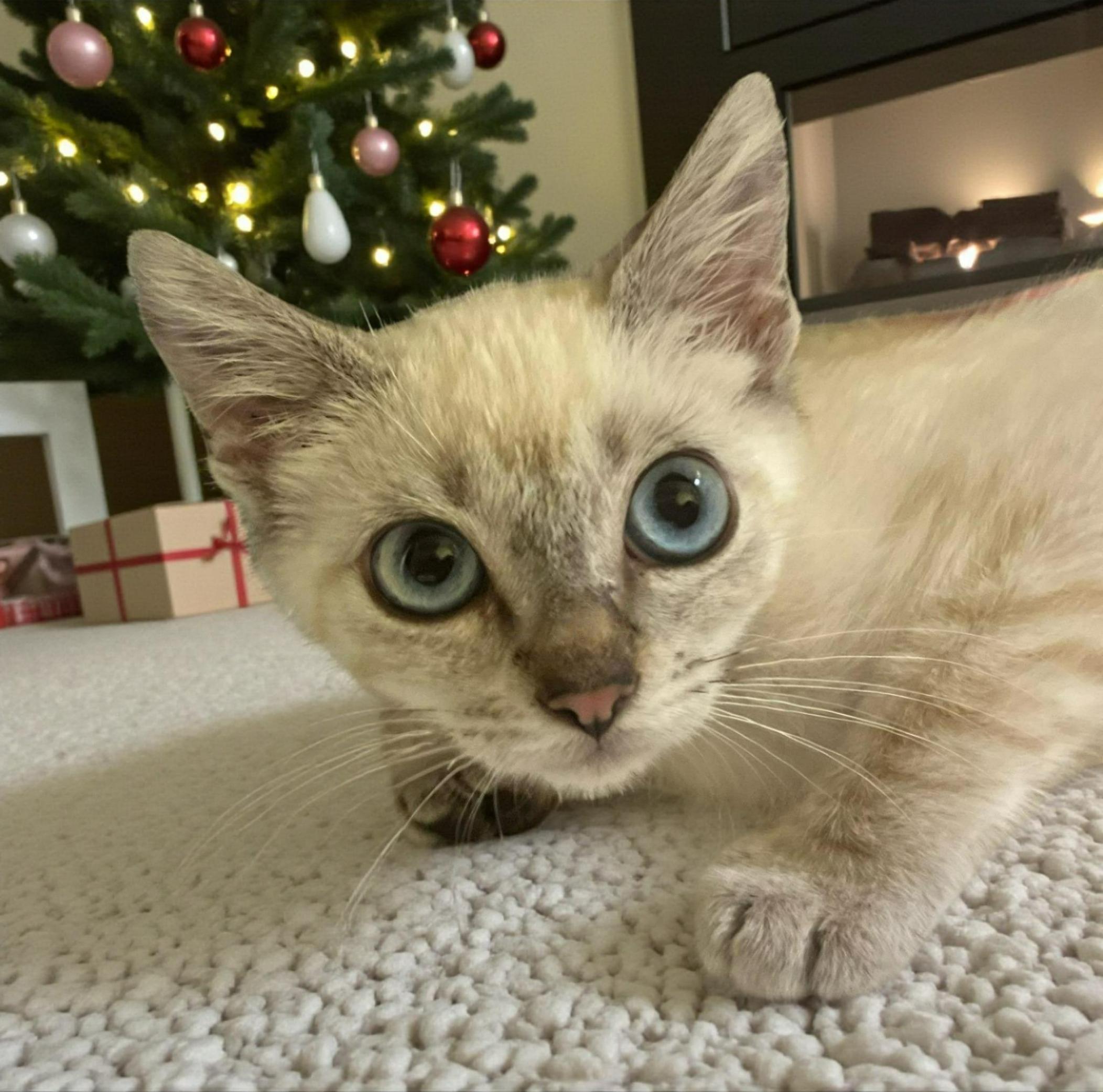 Blush, an adoption pending mixed breed in Hillsboro, TX image 4/5