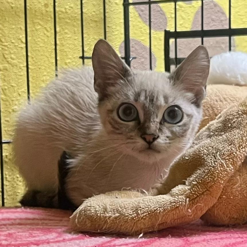 Blush, an adoption pending mixed breed in Hillsboro, TX image 1/5