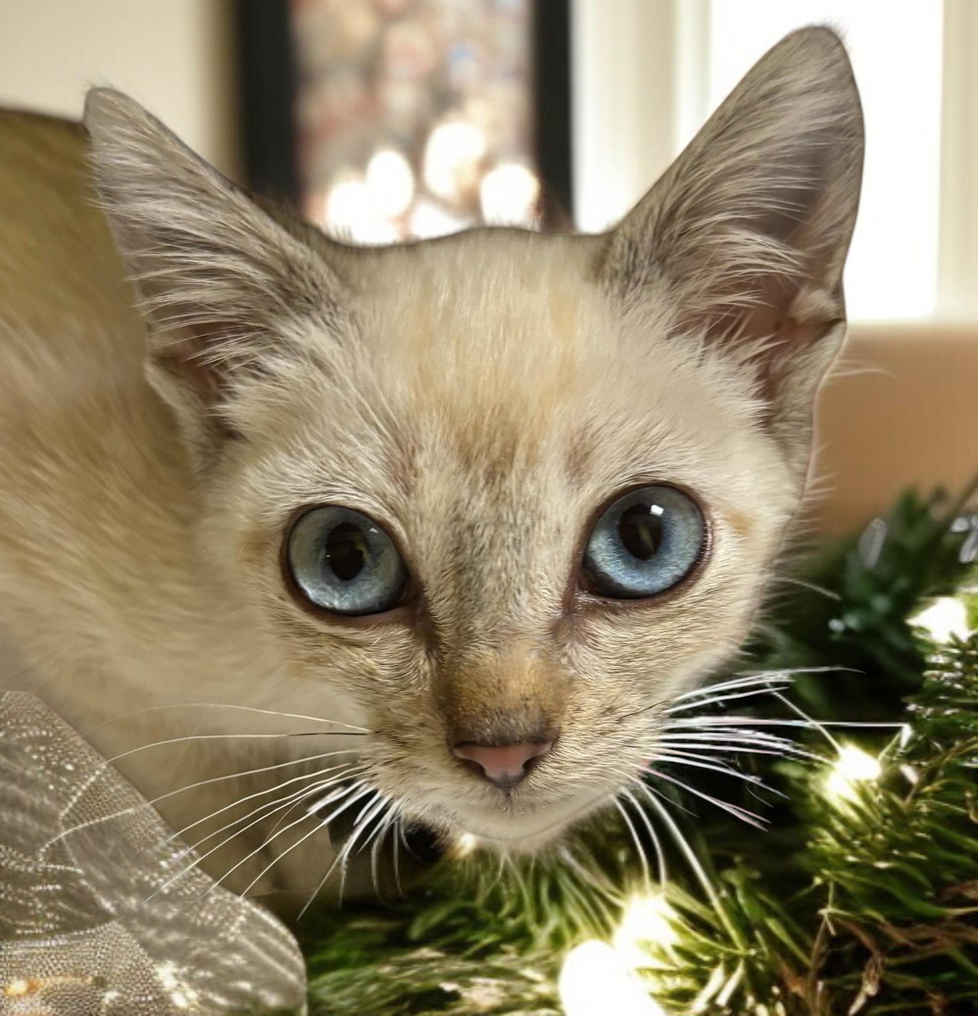 Blush, an adoption pending mixed breed in Hillsboro, TX image 2/5